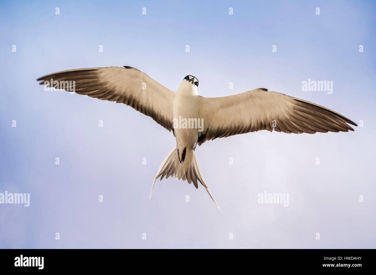 Seychelles, Bird Island, il volo della colonia di un milione e mezzo di fuligginosa sterne (Onychoprion fuscatus), in marzo, sterne soar da decine di migliaia di persone al di sopra della loro isola santuario, prima di iniziare a scendere per raggiungere la colonia all'estremità nord dell'isola per tutto il mese di aprile e maggio, inizia la deposizione delle uova in giugno e in dieci giorni circa il 90% delle uova nella colonia sono previsti, dopo 28-30 giorni le uova si schiudono e 60 giorni più tardi, alimentati con pesce e calamari dai loro genitori, giovani sterne sarà abbastanza cresciuto per essere in grado di volare, l'ultimo sterne giovani lasciano il nido alla fine di ottobre Foto Stock