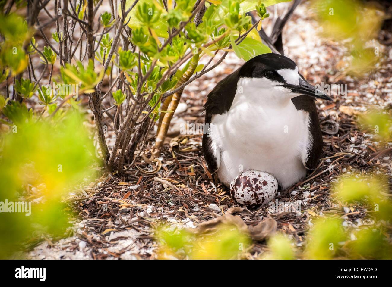 Seychelles,Bird Island,fuligginosa tern cova uova sul terreno tra la colonia di un milione e mezzo di fuligginosa sterne (Onychoprion fuscatus),nel Marzo,sterne soar da decine di migliaia di persone al di sopra della loro isola santuario,prima di iniziare a scendere per raggiungere la colonia all'estremità nord dell'isola per tutto il mese di Aprile e Maggio,la deposizione delle uova inizia in Giugno e in dieci giorni circa il 90% delle uova nella colonia sono previste,dopo 28-30 giorni le uova si schiudono e 60 giorni più tardi,alimentati con pesce e calamari dai loro genitori,giovane sterne sarà abbastanza cresciuto per essere in grado di volare,l'ultimo sterne giovani lasciano il nido alla fine di ottobre Foto Stock
