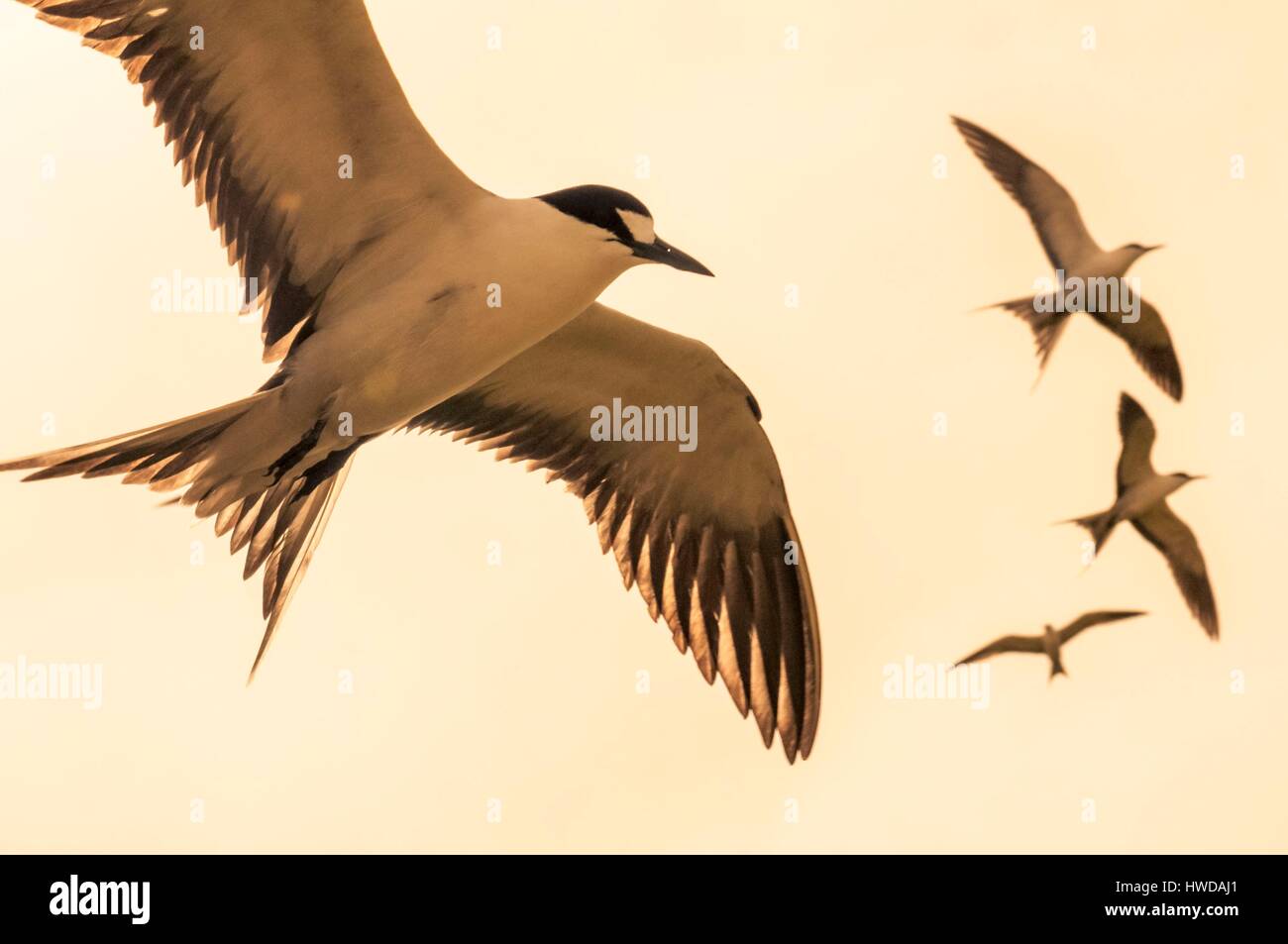 Seychelles, Bird Island, il volo della colonia di un milione e mezzo di fuligginosa sterne (Onychoprion fuscatus), in marzo, sterne soar da decine di migliaia di persone al di sopra della loro isola santuario, prima di iniziare a scendere per raggiungere la colonia all'estremità nord dell'isola per tutto il mese di aprile e maggio, inizia la deposizione delle uova in giugno e in dieci giorni circa il 90% delle uova nella colonia sono previsti, dopo 28-30 giorni le uova si schiudono e 60 giorni più tardi, alimentati con pesce e calamari dai loro genitori, giovani sterne sarà abbastanza cresciuto per essere in grado di volare, l'ultimo sterne giovani lasciano il nido alla fine di ottobre Foto Stock