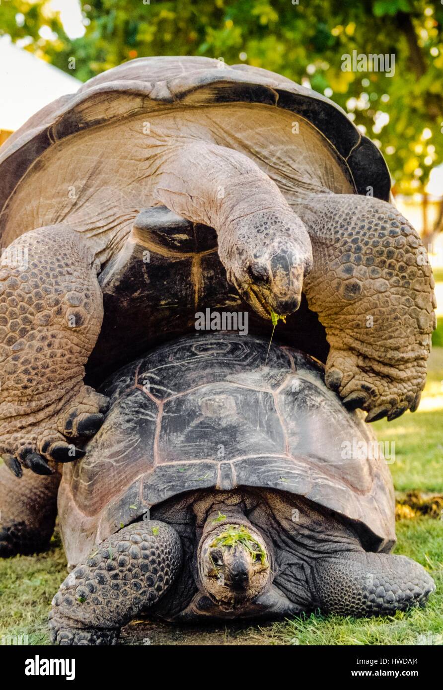 Seychelles, Bird Island Seychelles tartarughe giganti coniugata (Aldabrachelys gigantea) Foto Stock