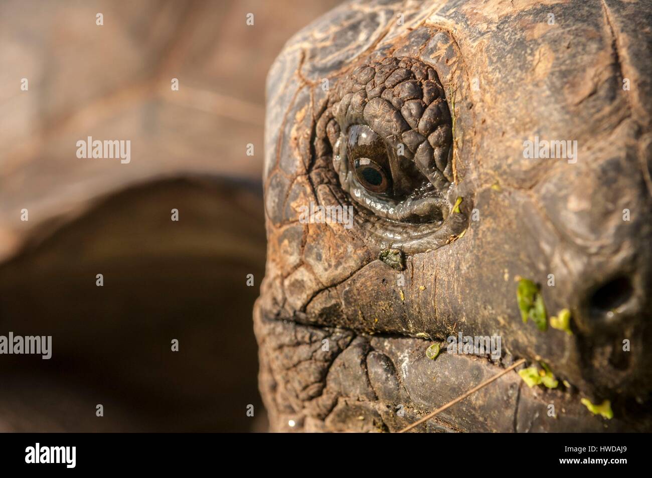Seychelles, Bird Island, il ritratto di Seychelles tartaruga gigante (Aldabrachelys gigantea), endemica Foto Stock
