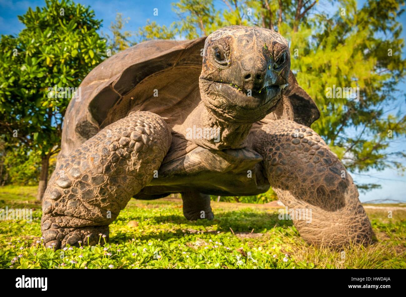 Seychelles, Bird Island, Seicelle tartaruga gigante (Aldabrachelys gigantea), endemica Foto Stock