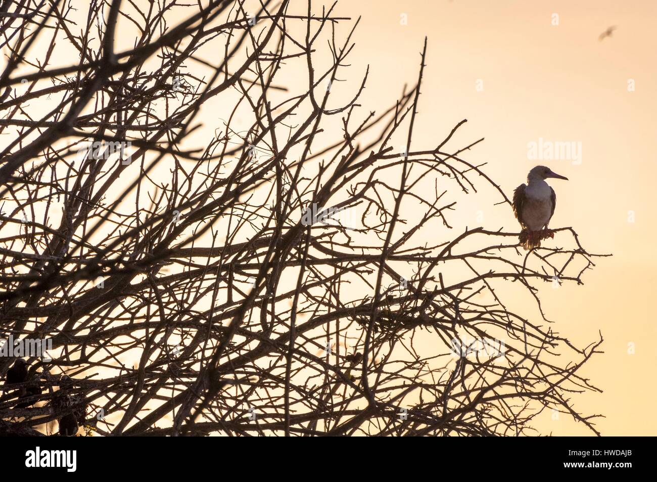 Seychelles, Bird Island, rosso-footed Booby (Sula Sula) Foto Stock