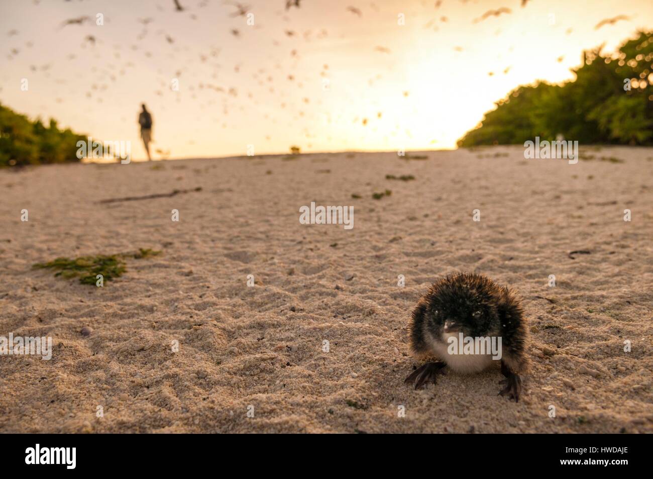 Seychelles,Bird Island,spiaggia di sabbia bianca al tramonto,capretti perso nella colonia di un milione e mezzo di fuligginosa sterne (Onychoprion fuscatus),nel Marzo,sterne soar da decine di migliaia di persone al di sopra della loro isola santuario,prima di iniziare a scendere per raggiungere la colonia all'estremità nord dell'isola per tutto il mese di Aprile e Maggio,la deposizione delle uova inizia in Giugno e in dieci giorni circa il 90% delle uova nella colonia sono previste,dopo 28-30 giorni le uova si schiudono e 60 giorni più tardi,alimentati con pesce e calamari dai loro genitori,giovane sterne sarà abbastanza cresciuto per essere in grado di volare,l'ultimo sterne giovani lasciano il nido alla fine di ottobre Foto Stock