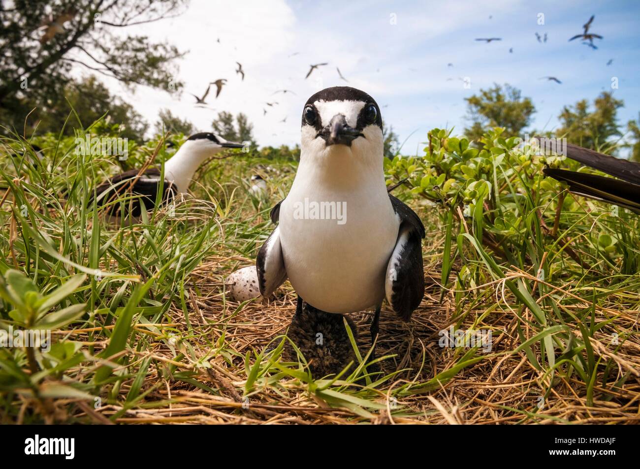 Seychelles,Bird Island,fuligginosa tern cova uova sul terreno tra la colonia di un milione e mezzo di fuligginosa sterne (Onychoprion fuscatus),nel Marzo,sterne soar da decine di migliaia di persone al di sopra della loro isola santuario,prima di iniziare a scendere per raggiungere la colonia all'estremità nord dell'isola per tutto il mese di Aprile e Maggio,la deposizione delle uova inizia in Giugno e in dieci giorni circa il 90% delle uova nella colonia sono previste,dopo 28-30 giorni le uova si schiudono e 60 giorni più tardi,alimentati con pesce e calamari dai loro genitori,giovane sterne sarà abbastanza cresciuto per essere in grado di volare,l'ultimo sterne giovani lasciano il nido alla fine di ottobre Foto Stock