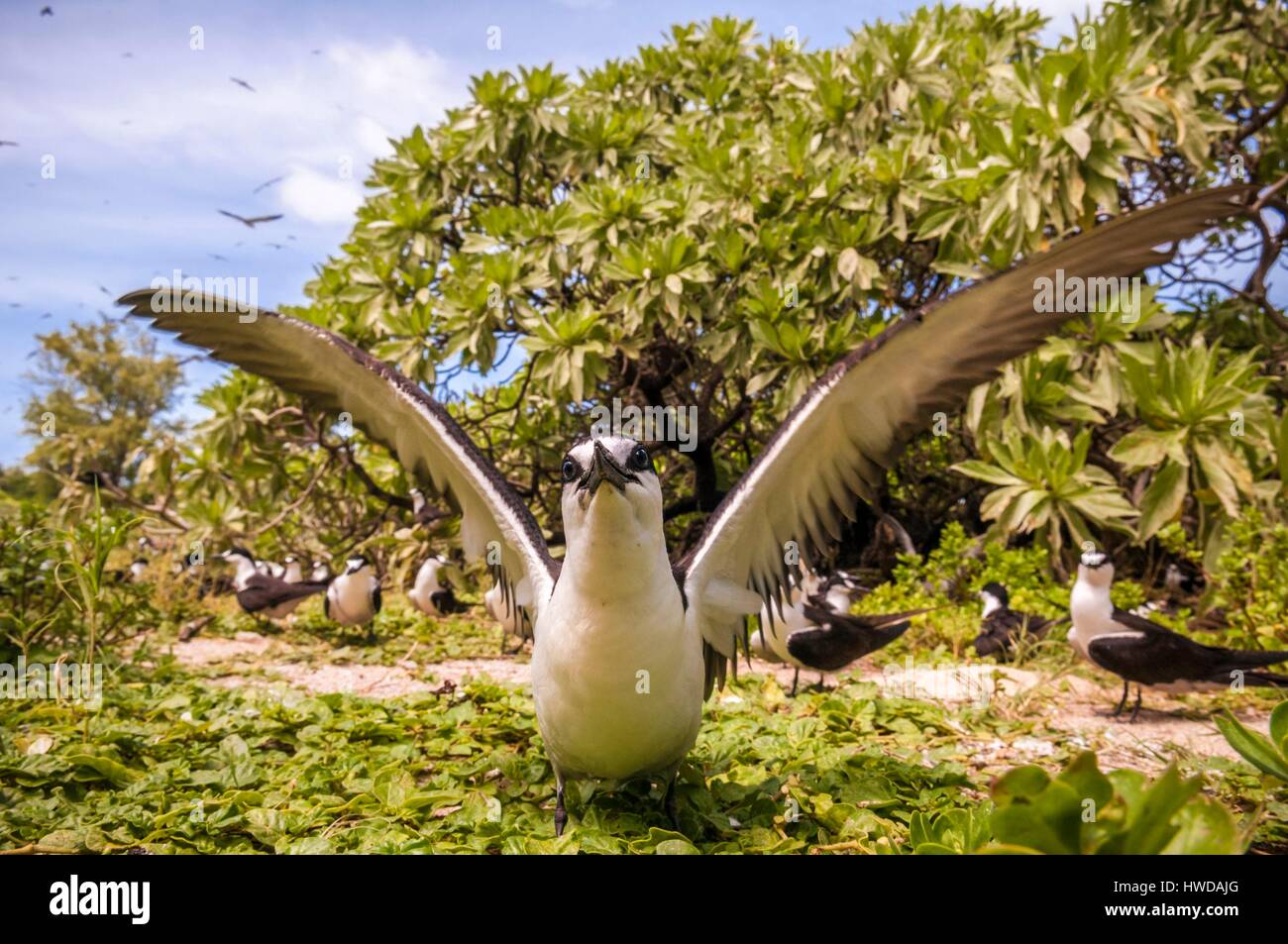 Seychelles,Bird Island,fuligginosa tern cova uova sul terreno tra la colonia di un milione e mezzo di fuligginosa sterne (Onychoprion fuscatus),nel Marzo,sterne soar da decine di migliaia di persone al di sopra della loro isola santuario,prima di iniziare a scendere per raggiungere la colonia all'estremità nord dell'isola per tutto il mese di Aprile e Maggio,la deposizione delle uova inizia in Giugno e in dieci giorni circa il 90% delle uova nella colonia sono previste,dopo 28-30 giorni le uova si schiudono e 60 giorni più tardi,alimentati con pesce e calamari dai loro genitori,giovane sterne sarà abbastanza cresciuto per essere in grado di volare,l'ultimo sterne giovani lasciano il nido alla fine di ottobre Foto Stock