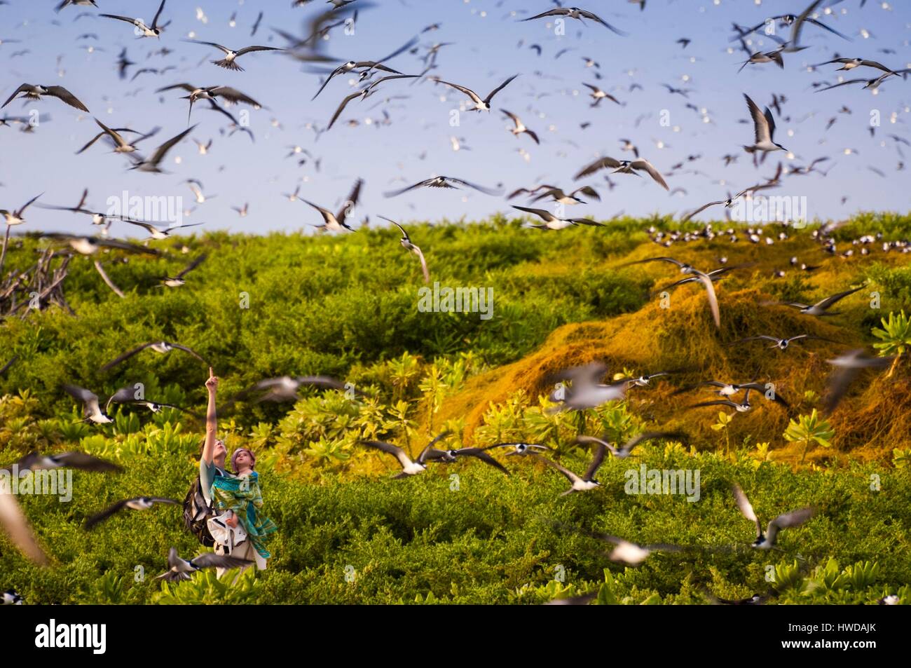 Seychelles,Bird Island,madre e figlia che guarda il volo della colonia di un milione e mezzo di fuligginosa sterne (Onychoprion fuscatus),nel Marzo,sterne soar da decine di migliaia di persone al di sopra della loro isola santuario,prima di iniziare a scendere per raggiungere la colonia all'estremità nord dell'isola per tutto il mese di Aprile e Maggio,la deposizione delle uova inizia in Giugno e in dieci giorni circa il 90% delle uova nella colonia sono previste,dopo 28-30 giorni le uova si schiudono e 60 giorni più tardi,alimentati con pesce e calamari dai loro genitori,giovane sterne sarà abbastanza cresciuto per essere in grado di volare,l'ultimo sterne giovani lasciano il nido tardo ottobre,Signor sì Foto Stock