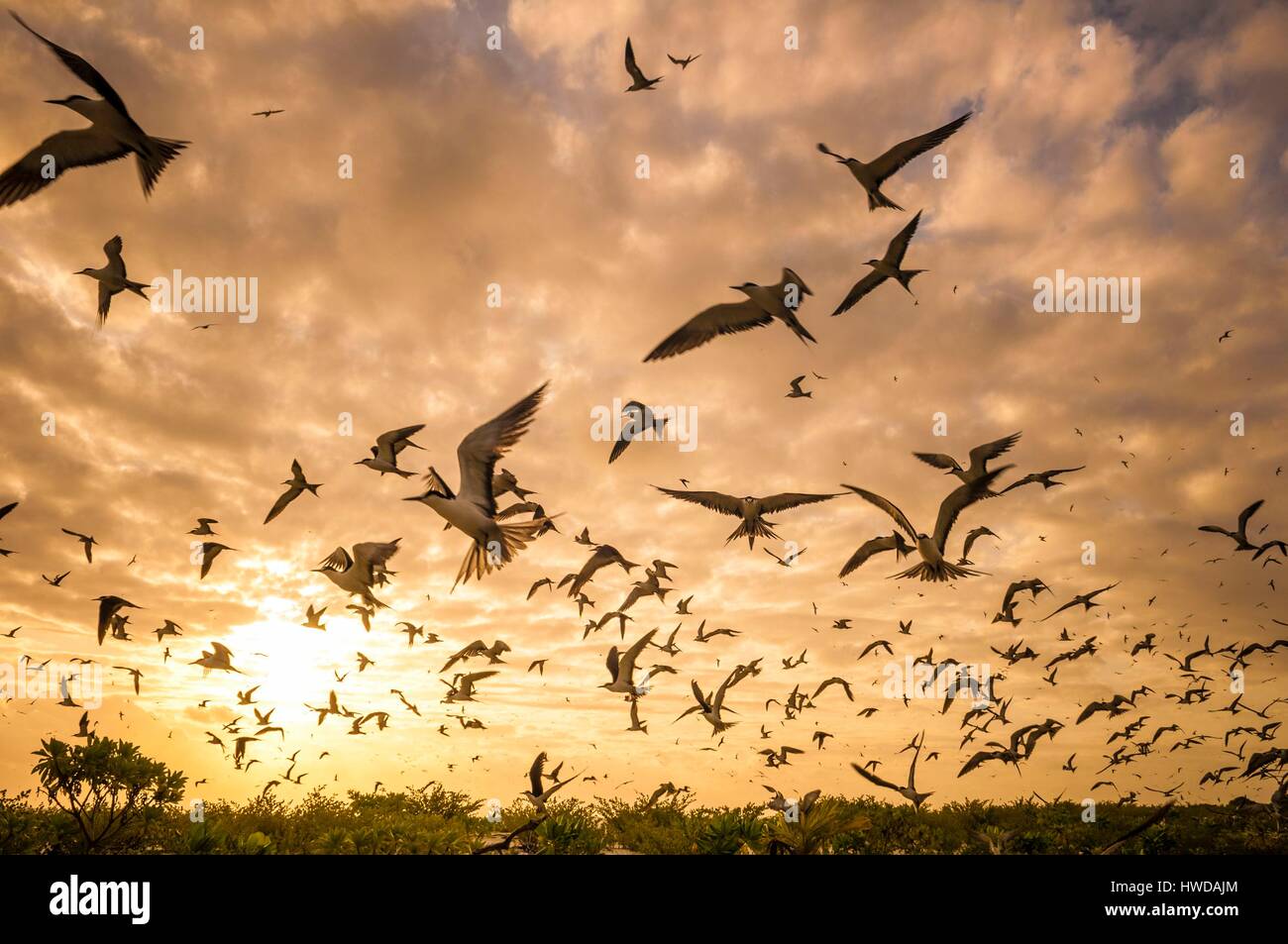 Seychelles, Bird Island, Spiaggia di sabbia bianca al tramonto, il volo della colonia di un milione e mezzo di fuligginosa sterne (Onychoprion fuscatus), in marzo, sterne soar da decine di migliaia di persone al di sopra della loro isola santuario, prima di iniziare a scendere per raggiungere la colonia all'estremità nord dell'isola per tutto il mese di aprile e maggio, inizia la deposizione delle uova in giugno e in dieci giorni circa il 90% delle uova nella colonia sono previsti, dopo 28-30 giorni le uova si schiudono e 60 giorni più tardi, alimentati con pesce e calamari dai loro genitori, giovani sterne sarà abbastanza cresciuto per essere in grado di volare, l'ultimo sterne giovani lasciano il nido alla fine di ottobre Foto Stock