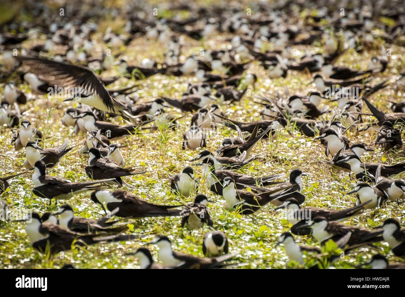 Seychelles, Bird Island, colonia di un milione e mezzo di fuligginosa sterne (Onychoprion fuscatus), in marzo, sterne soar da decine di migliaia di persone al di sopra della loro isola santuario, prima di iniziare a scendere per raggiungere la colonia all'estremità nord dell'isola per tutto il mese di aprile e maggio, inizia la deposizione delle uova in giugno e in dieci giorni circa il 90% delle uova nella colonia sono previsti, dopo 28-30 giorni le uova si schiudono e 60 giorni più tardi, alimentati con pesce e calamari dai loro genitori, giovani sterne sarà abbastanza cresciuto per essere in grado di volare, l'ultimo sterne giovani lasciano il nido alla fine di ottobre Foto Stock