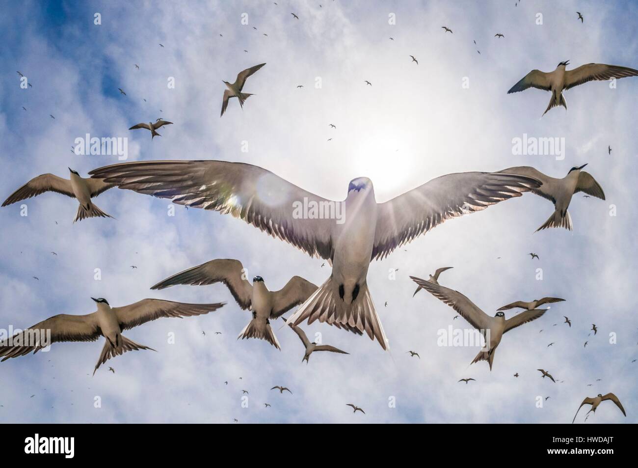 Seychelles, Bird Island, il volo della colonia di un milione e mezzo di fuligginosa sterne (Onychoprion fuscatus), in marzo, sterne soar da decine di migliaia di persone al di sopra della loro isola santuario, prima di iniziare a scendere per raggiungere la colonia all'estremità nord dell'isola per tutto il mese di aprile e maggio, inizia la deposizione delle uova in giugno e in dieci giorni circa il 90% delle uova nella colonia sono previsti, dopo 28-30 giorni le uova si schiudono e 60 giorni più tardi, alimentati con pesce e calamari dai loro genitori, giovani sterne sarà abbastanza cresciuto per essere in grado di volare, l'ultimo sterne giovani lasciano il nido alla fine di ottobre Foto Stock