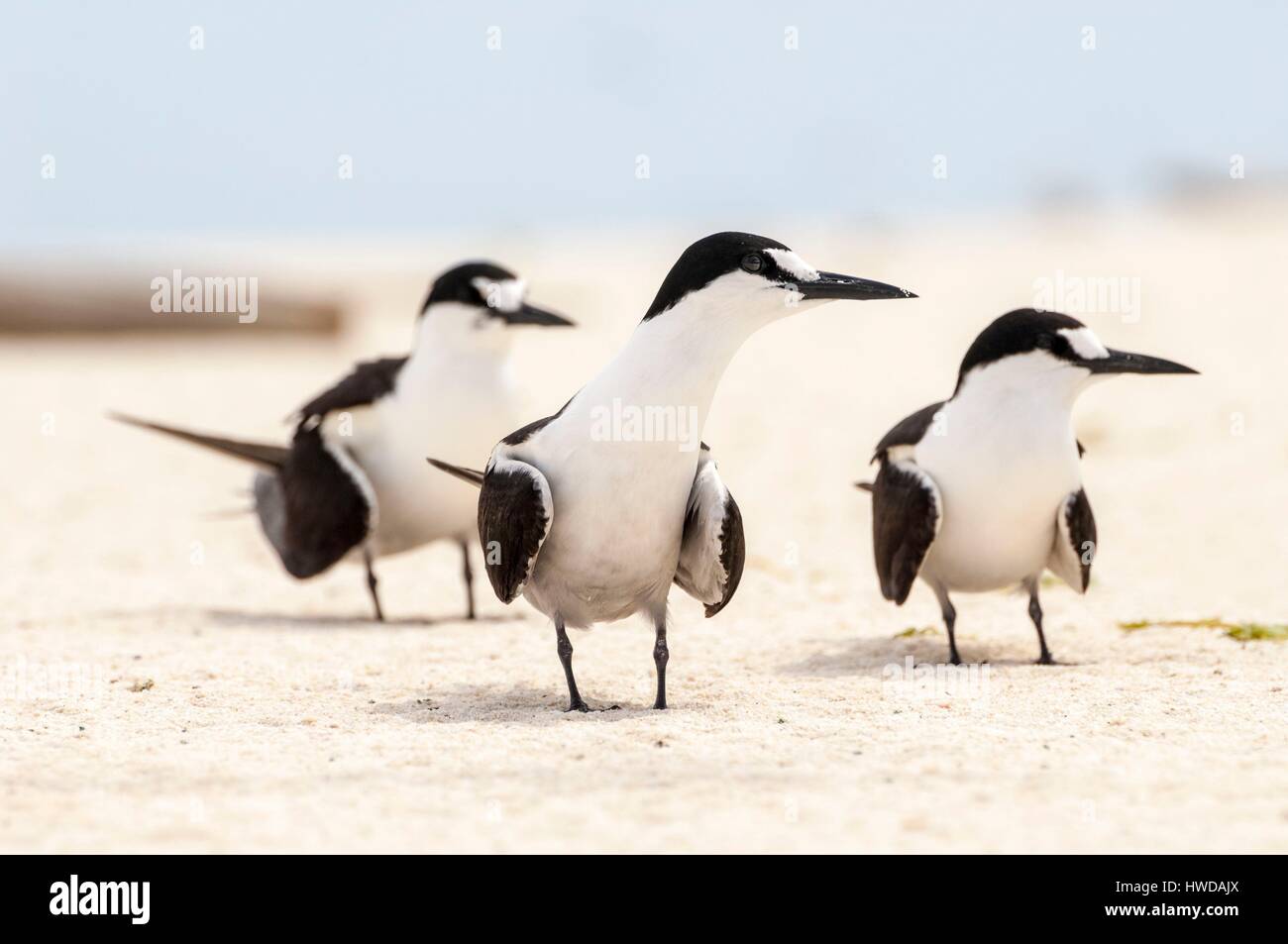 Seychelles, Bird Island, 3 Sterne sulla spiaggia di sabbia bianca tra la colonia di un milione e mezzo di fuligginosa sterne (Onychoprion fuscatus), in marzo, sterne soar da decine di migliaia di persone al di sopra della loro isola santuario, prima di iniziare a scendere per raggiungere la colonia all'estremità nord dell'isola per tutto il mese di aprile e maggio, inizia la deposizione delle uova in giugno e in dieci giorni circa il 90% delle uova nella colonia sono previsti, dopo 28-30 giorni le uova si schiudono e 60 giorni più tardi, alimentati con pesce e calamari dai loro genitori, giovani sterne sarà abbastanza cresciuto per essere in grado di volare, l'ultimo sterne giovani lasciano il nido alla fine di ottobre Foto Stock