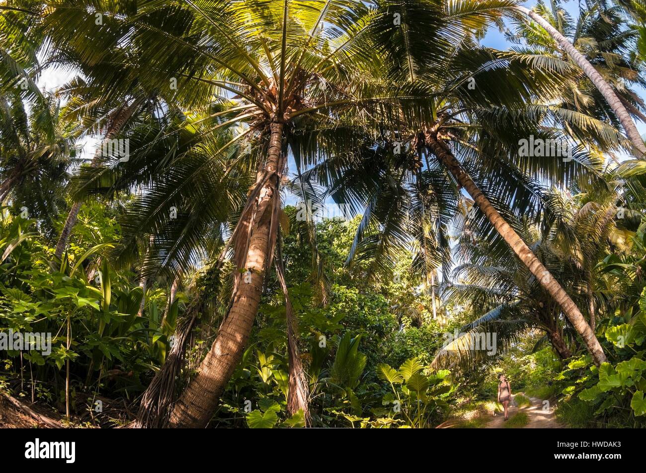 Seychelles, Bird Island, a piedi attraverso il Coconut Grove Foto Stock