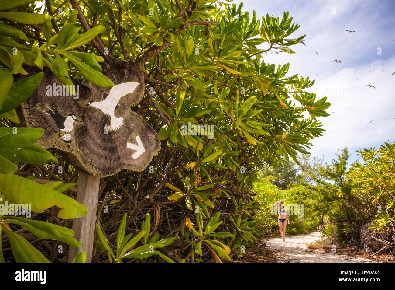 Seychelles,Bird Island,giovane donna sul cammino che conduce alla colonia di un milione e mezzo di fuligginosa sterne (Onychoprion fuscatus),nel Marzo,sterne soar da decine di migliaia di persone al di sopra della loro isola santuario,prima di iniziare a scendere per raggiungere la colonia all'estremità nord dell'isola per tutto il mese di Aprile e Maggio,la deposizione delle uova inizia in Giugno e in dieci giorni circa il 90% delle uova nella colonia sono previste,dopo 28-30 giorni le uova si schiudono e 60 giorni più tardi,alimentati con pesce e calamari dai loro genitori,giovane sterne sarà abbastanza cresciuto per essere in grado di volare,l'ultimo sterne giovani lasciano il nido tardo ottobre,Signor sì PR n. Foto Stock