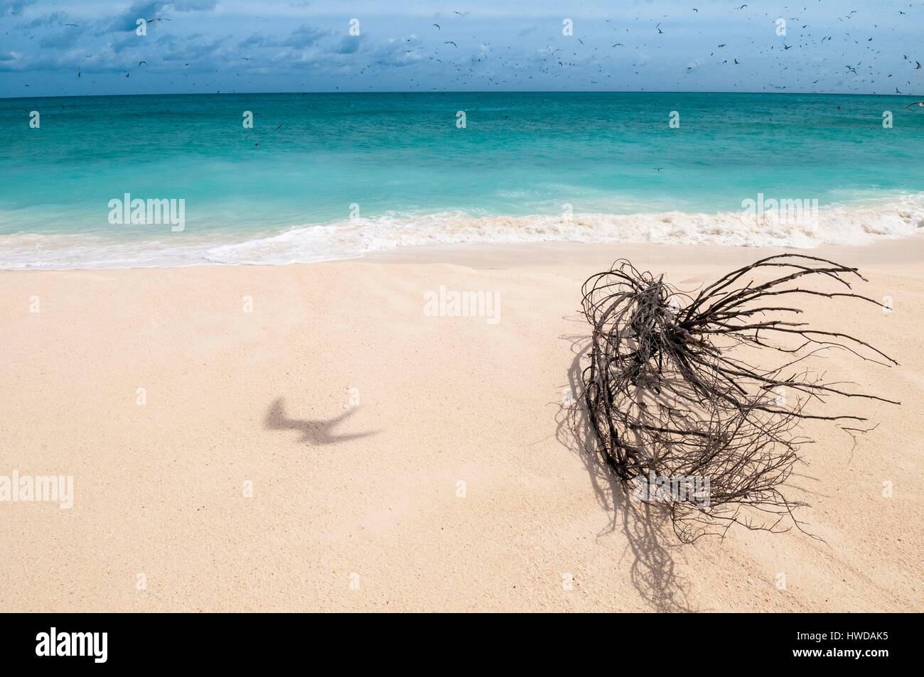 Seychelles, Bird Island, il volo della colonia di un milione e mezzo di fuligginosa sterne (Onychoprion fuscatus), in marzo, sterne soar da decine di migliaia di persone al di sopra della loro isola santuario, prima di iniziare a scendere per raggiungere la colonia all'estremità nord dell'isola per tutto il mese di aprile e maggio, inizia la deposizione delle uova in giugno e in dieci giorni circa il 90% delle uova nella colonia sono previsti, dopo 28-30 giorni le uova si schiudono e 60 giorni più tardi, alimentati con pesce e calamari dai loro genitori, giovani sterne sarà abbastanza cresciuto per essere in grado di volare, l'ultimo sterne giovani lasciano il nido alla fine di ottobre Foto Stock