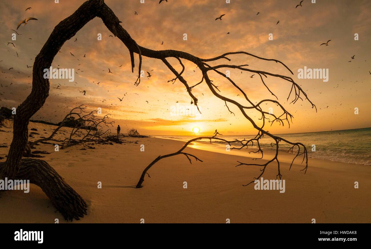 Seychelles, Bird Island, Spiaggia di sabbia bianca al tramonto, il volo della colonia di un milione e mezzo di fuligginosa sterne (Onychoprion fuscatus), in marzo, sterne soar da decine di migliaia di persone al di sopra della loro isola santuario, prima di iniziare a scendere per raggiungere la colonia all'estremità nord dell'isola per tutto il mese di aprile e maggio, inizia la deposizione delle uova in giugno e in dieci giorni circa il 90% delle uova nella colonia sono previsti, dopo 28-30 giorni le uova si schiudono e 60 giorni più tardi, alimentati con pesce e calamari dai loro genitori, giovani sterne sarà abbastanza cresciuto per essere in grado di volare, l'ultimo sterne giovani lasciano il nido alla fine di ottobre Foto Stock