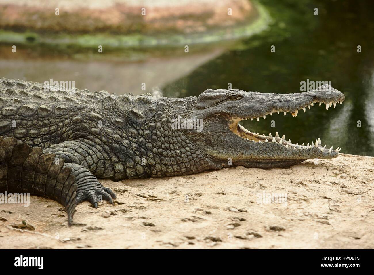 Francia, Vienne, Civaux, Zoological Park Il pianeta dei coccodrilli, coccodrillo di acqua salata (Crocodylus porosus) Foto Stock