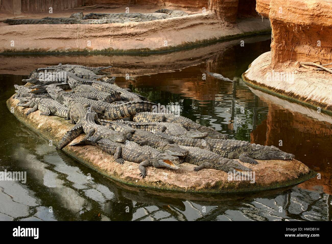 Francia, Vienne, Civaux, Zoological Park Il pianeta dei coccodrilli, coccodrillo di acqua salata (Crocodylus porosus) Foto Stock