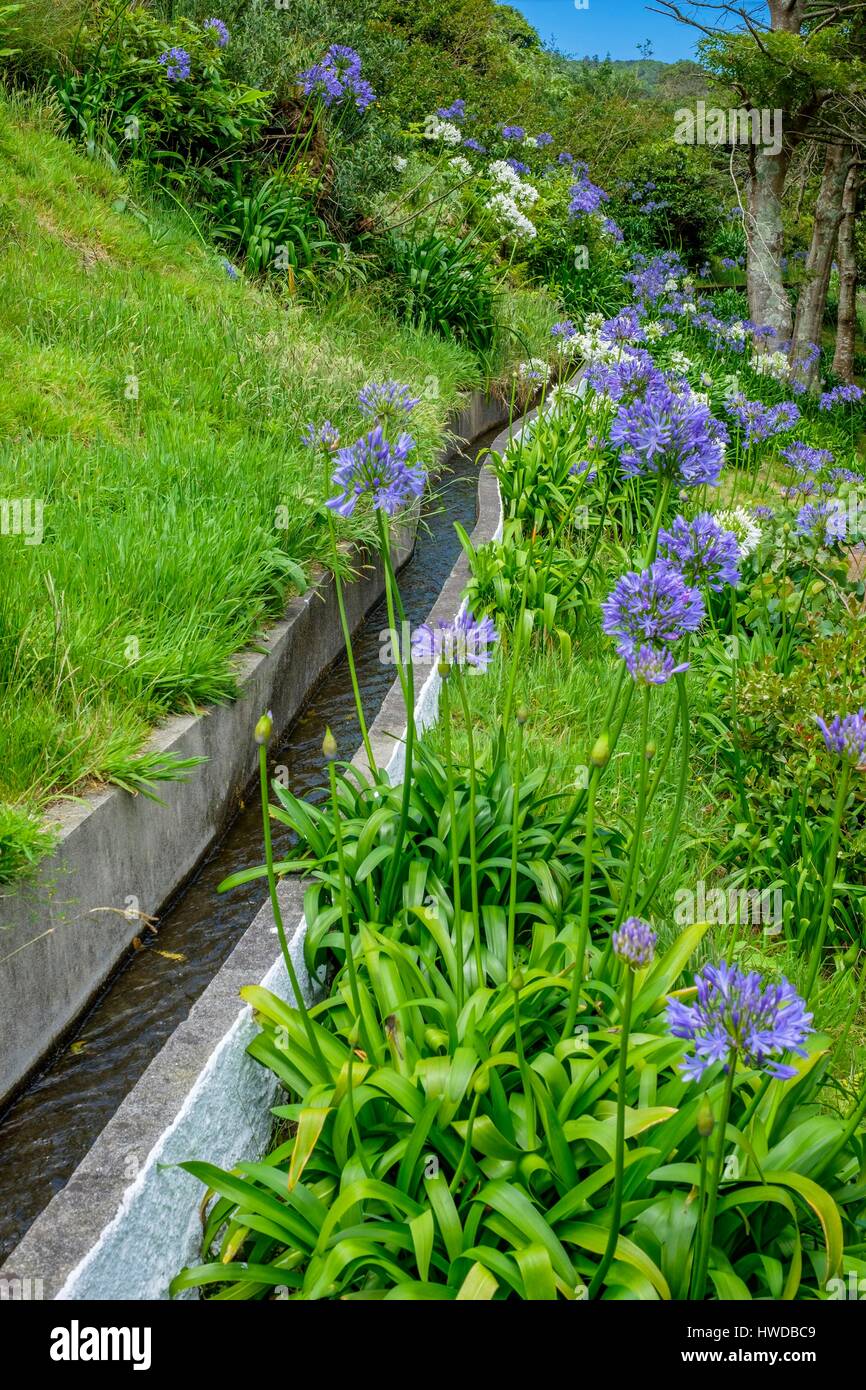 Il Portogallo, arcipelago delle Azzorre, sull isola di Flores, Fazenda de Santa Cruz, Forest park della Fazenda, il suo micro-clima consente lo sviluppo di un gran numero e varietà di specie esotiche provenienti da tutto il mondo, agapanthus Foto Stock