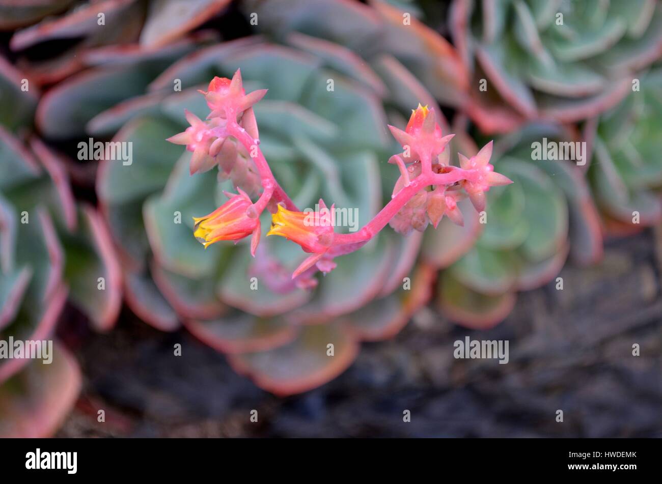 Splendida Echeveria piante succulente in fiore Foto Stock