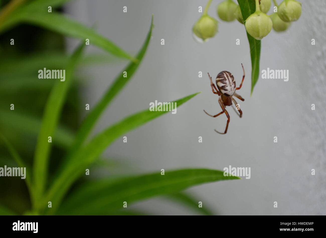 Brown spider con marcature bianche in spider web in un australiano backyard durante l'Autunno Foto Stock