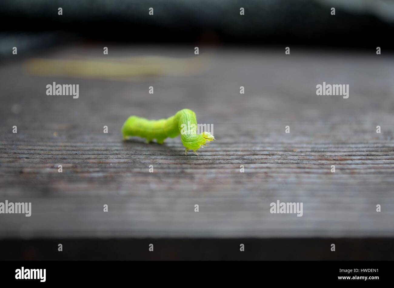 Cavolo bianco caterpillar in stretta dettaglio Foto Stock