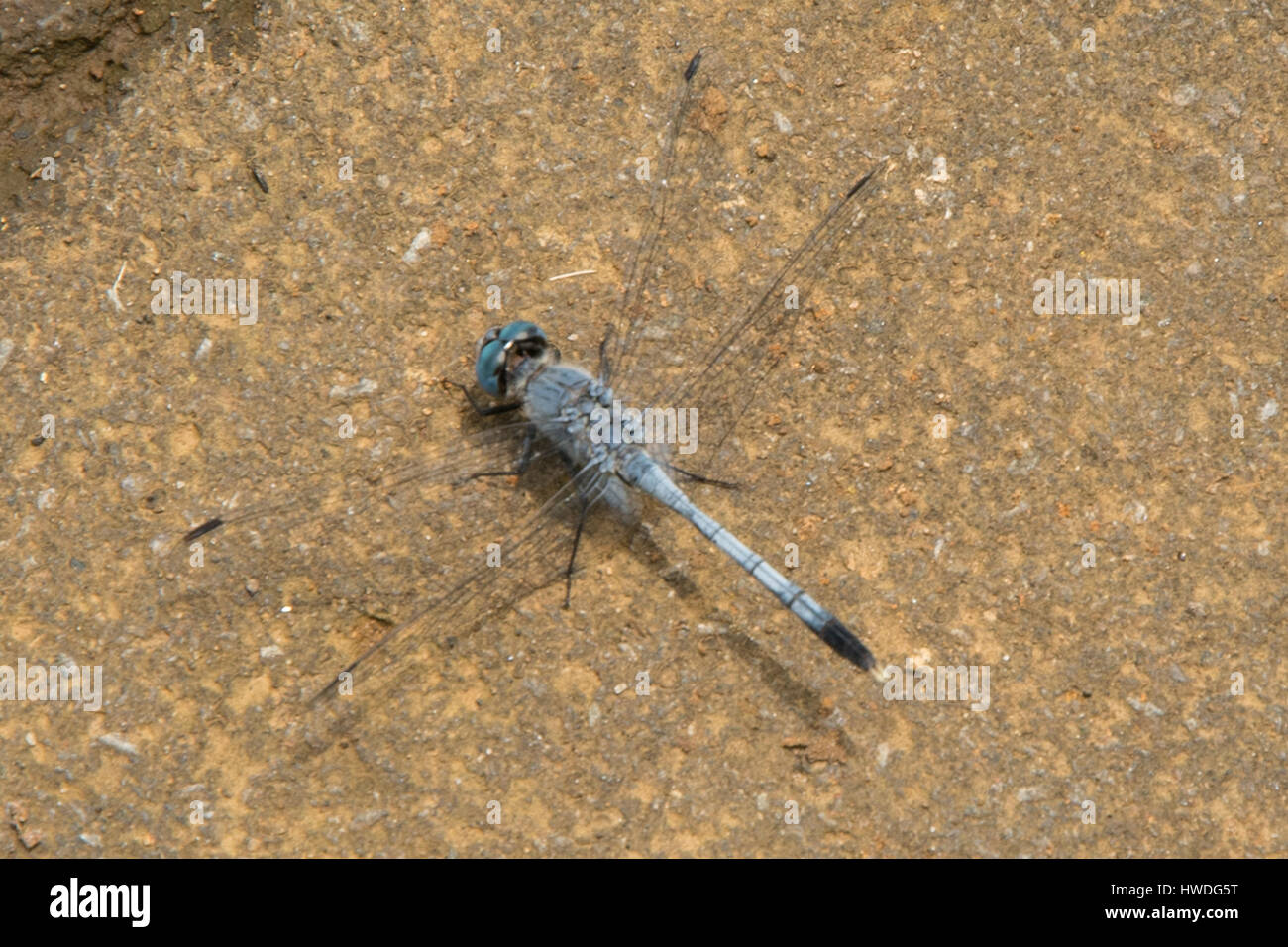 Libellula blu, Zyxomma obtusum a Senaru, Lombok, Indonesia Foto Stock