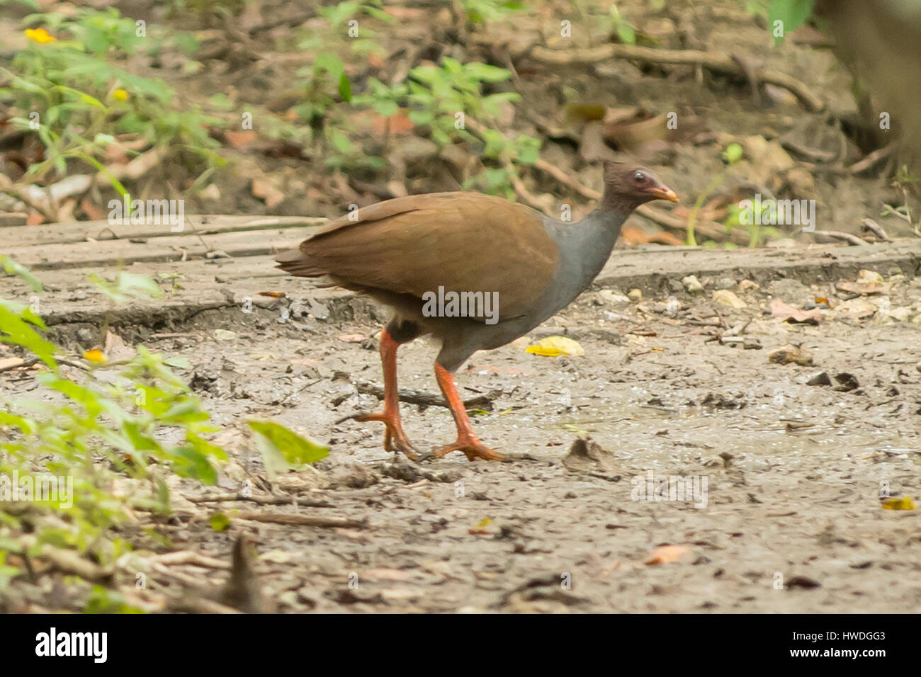 Arancio-footed Scrub polli, Megapodius reinwardt sull isola di Rinca, Indonesia Foto Stock