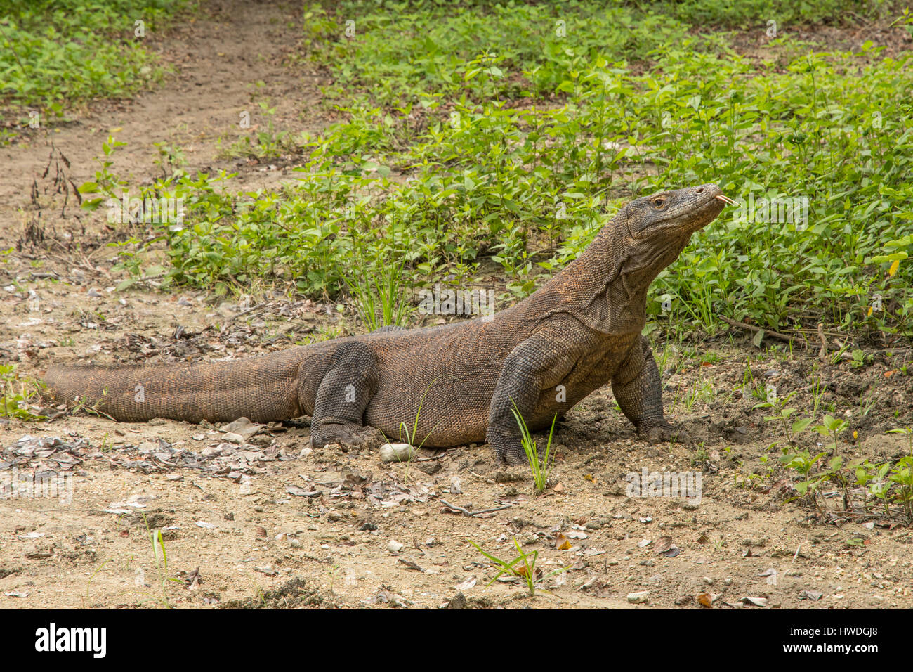 Drago di Komodo, Varanus komodoensis sull isola di Rinca, Indonesia Foto Stock