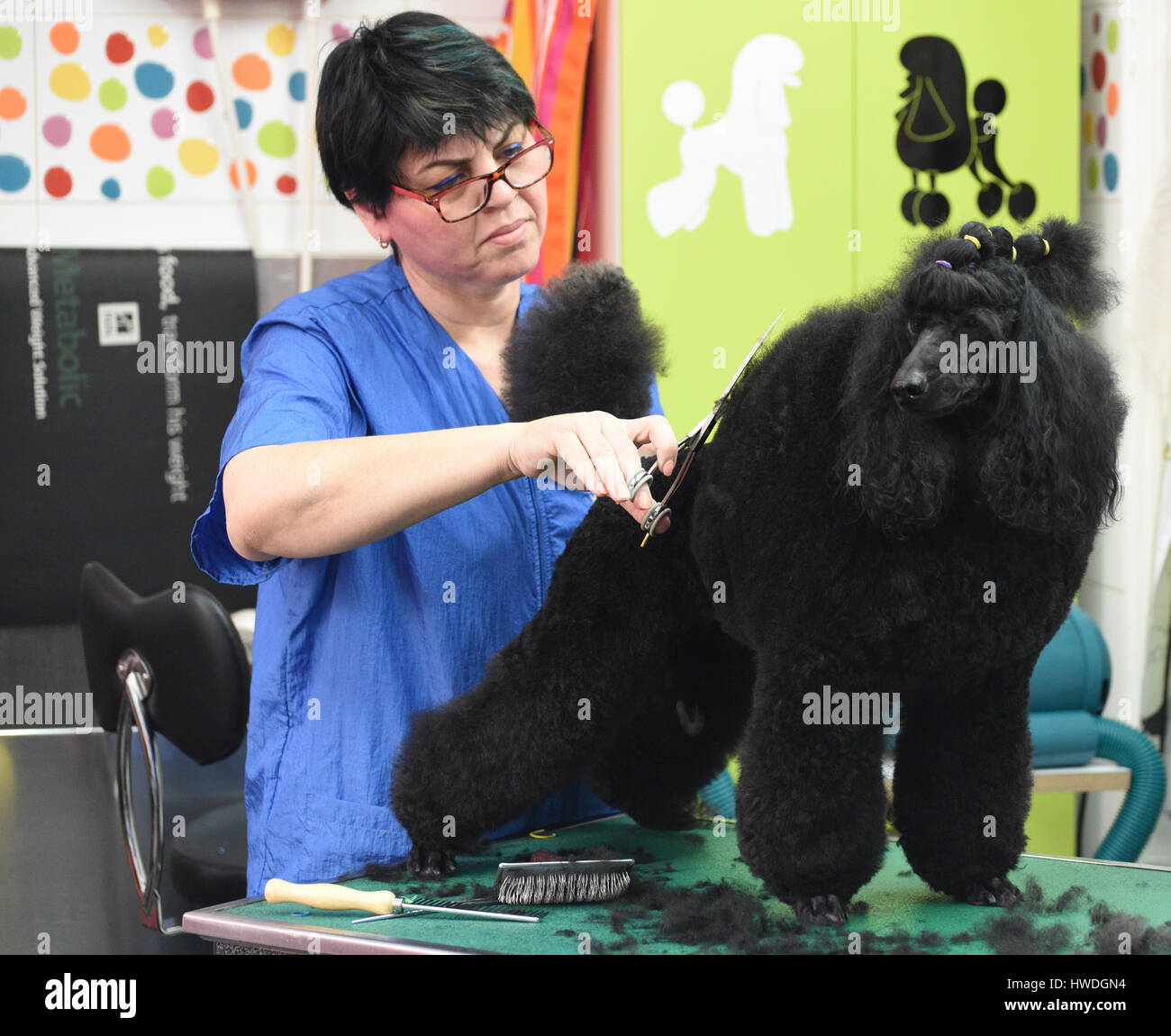 Salone del cane - una femmina di parrucchiere toelettatura e rifilatura un nero in miniatura Modello barboncino e proprietà versioni disponibili Foto Stock