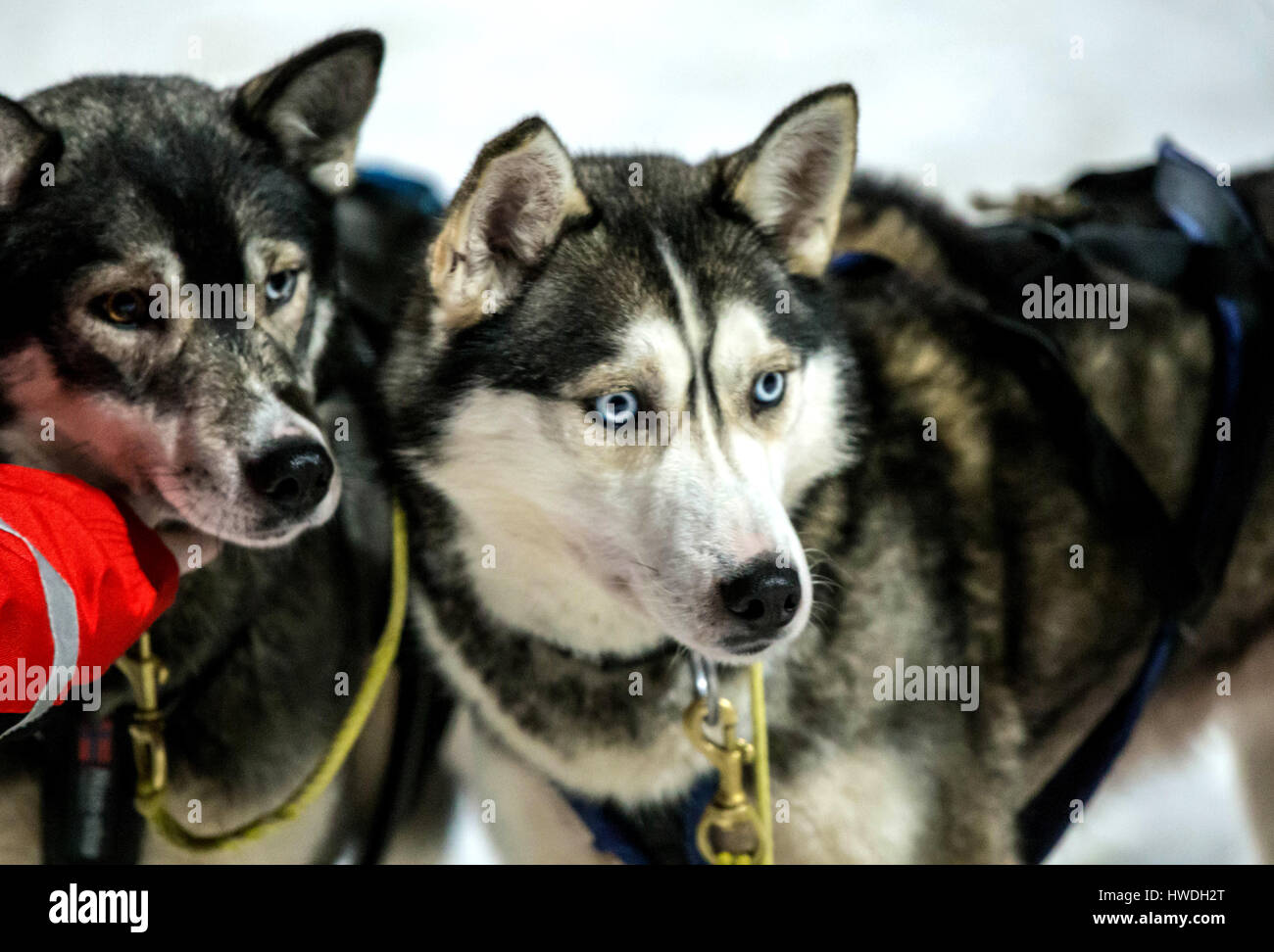 Gli animali della Finlandia Foto Stock