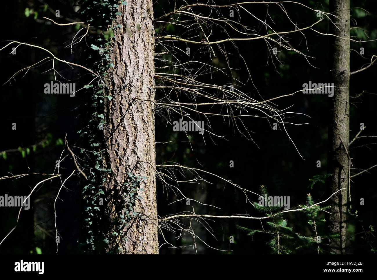 Aveva, Germania, albero con rami spogli e ramoscelli Foto Stock