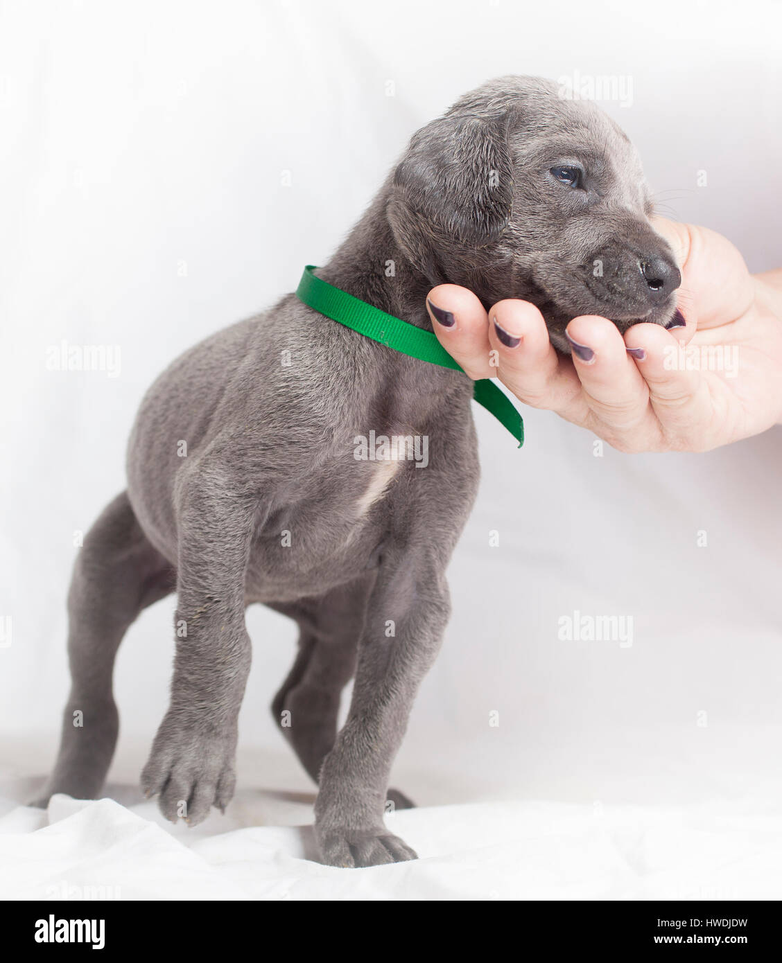 Razza Alano cucciolo appoggiata in una mano umana per affetto Foto Stock