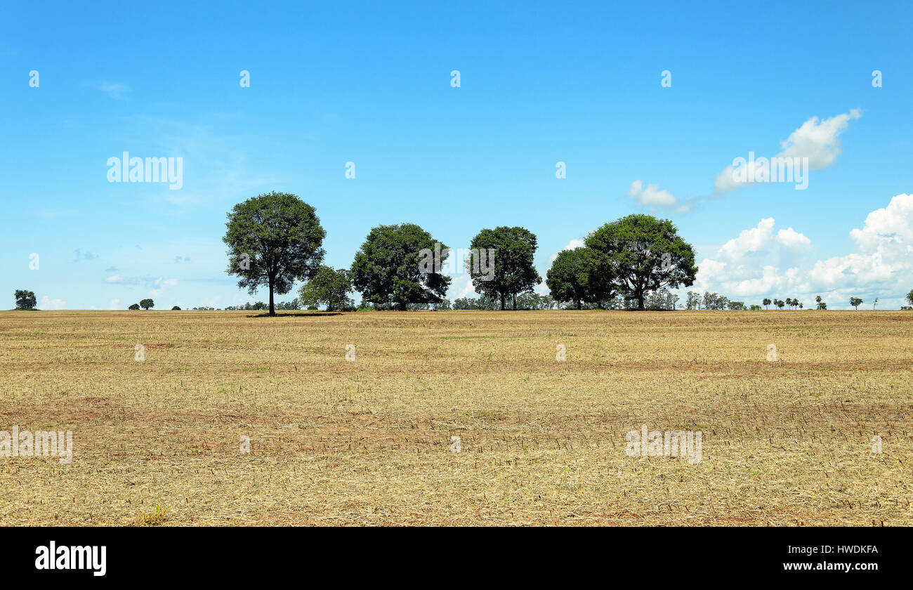 Paesaggio di campo dopo il raccolto di soia. Suolo dopo il raccolto in fattoria. Foto Stock