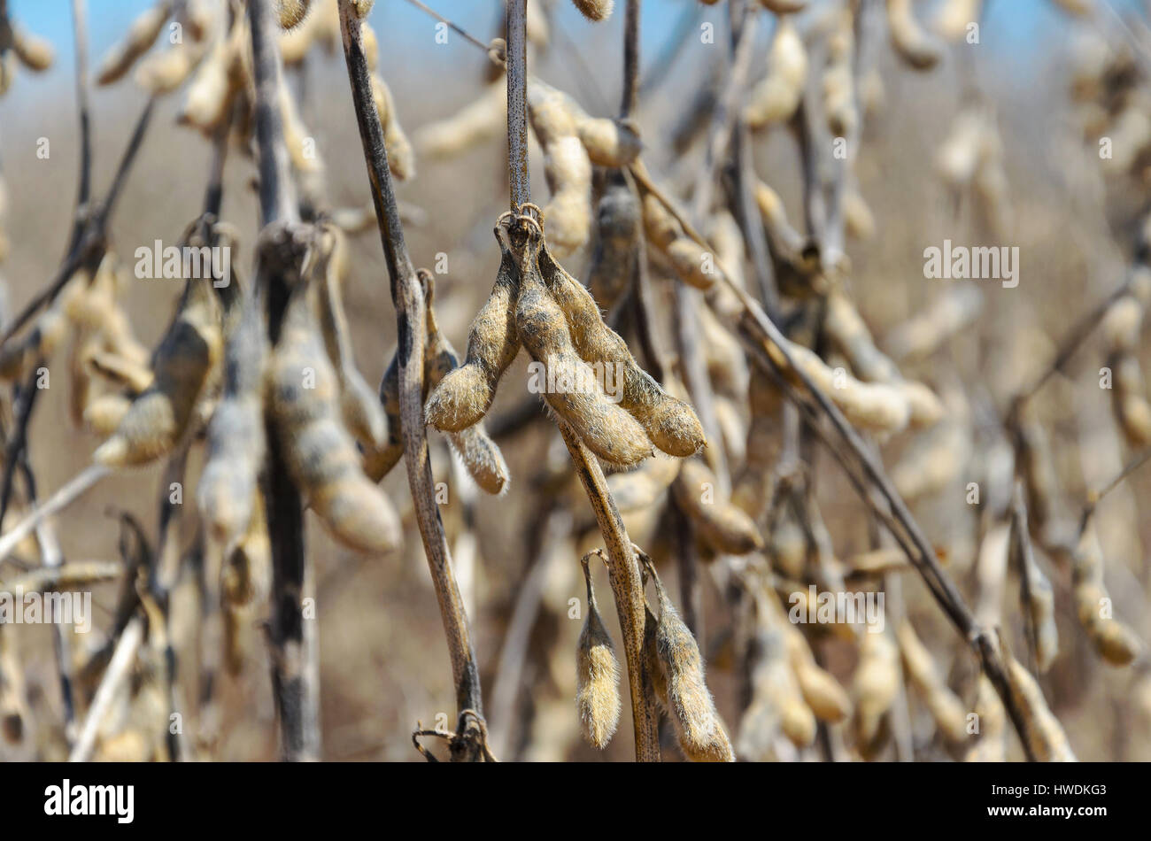 Fagioli di soia pronto per il raccolto. La semina di fagioli di soia con grani maturi, secca Cialde e rami secchi. Foto Stock