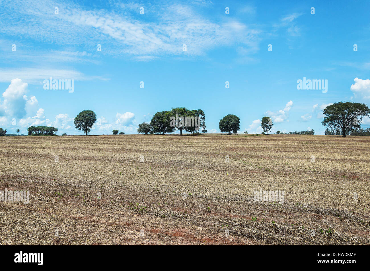 Paesaggio di campo dopo il raccolto di soia. Suolo dopo il raccolto in fattoria. Foto Stock