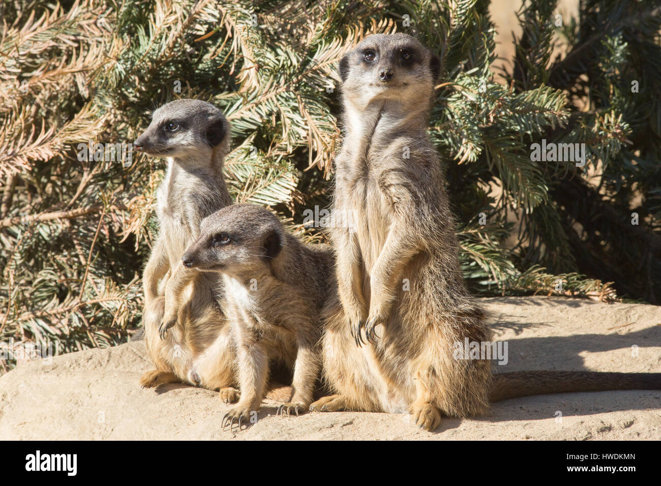 Meerkat o Suricate (Suricata suricatta). Trio, i membri della famiglia. Foto Stock