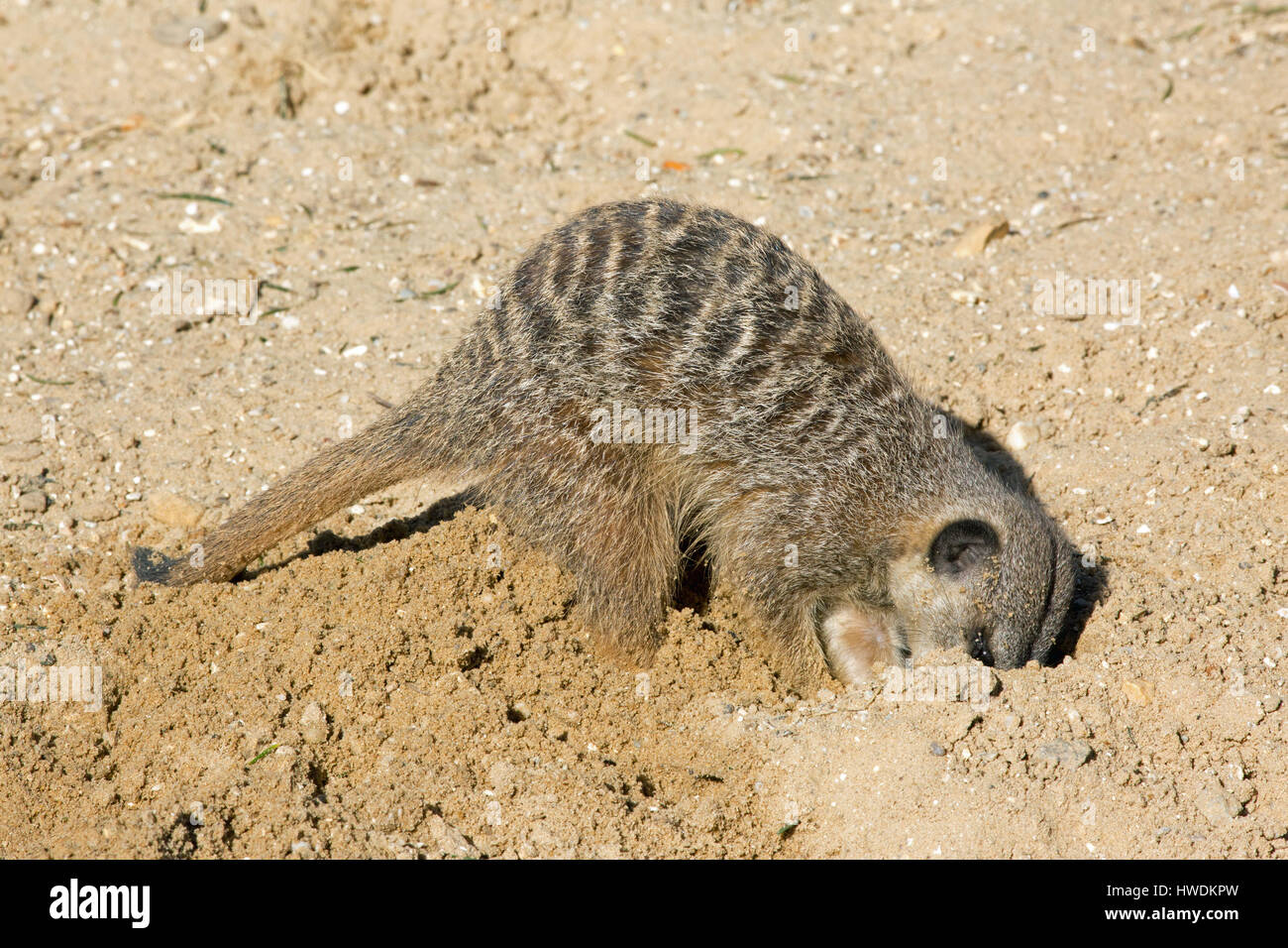 Meerkat (Suricata suricatta). Scavare nella sabbia. Curioso e curiosi. La punta della coda utilizzato per supportare e controbilanciare durante lo scavo con zampe anteriori. Foto Stock