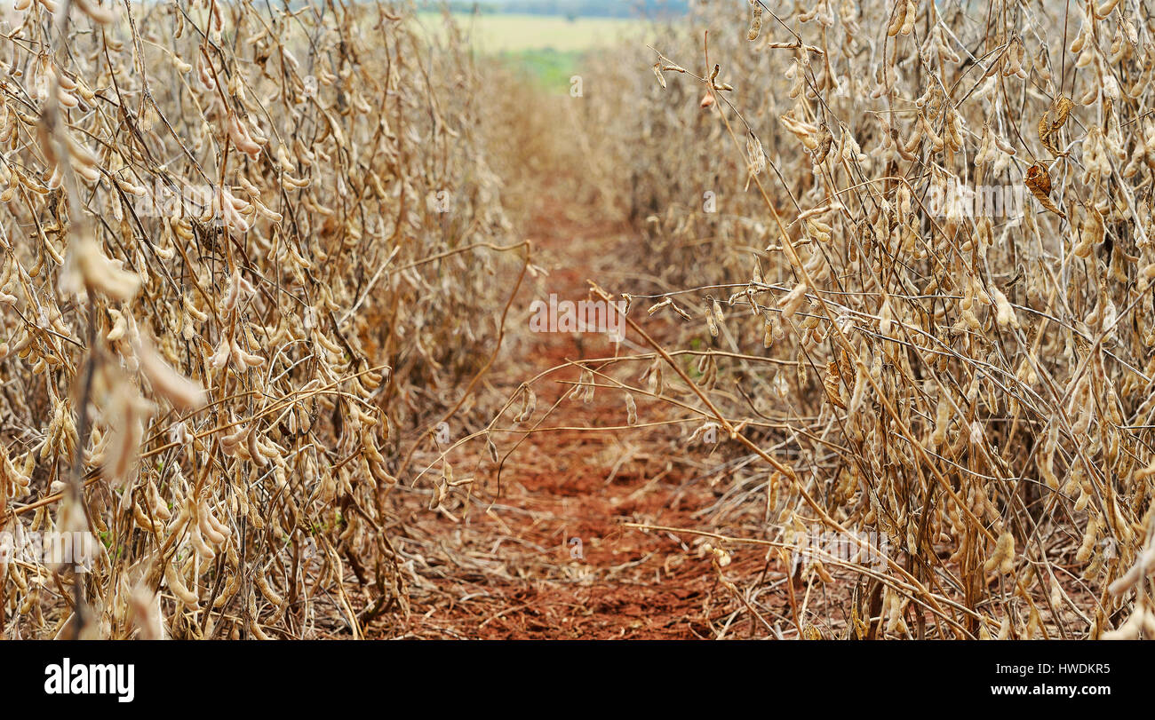 Spazio tra piante di soia in una piantagione di una fattoria. Il percorso di messa a terra tra il secco piante di soia. Foto Stock