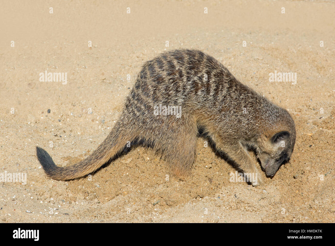 Meerkat o Suricate (Suricata suricatta). Utilizzando arti anteriori per scavare nella sabbia. Foto Stock