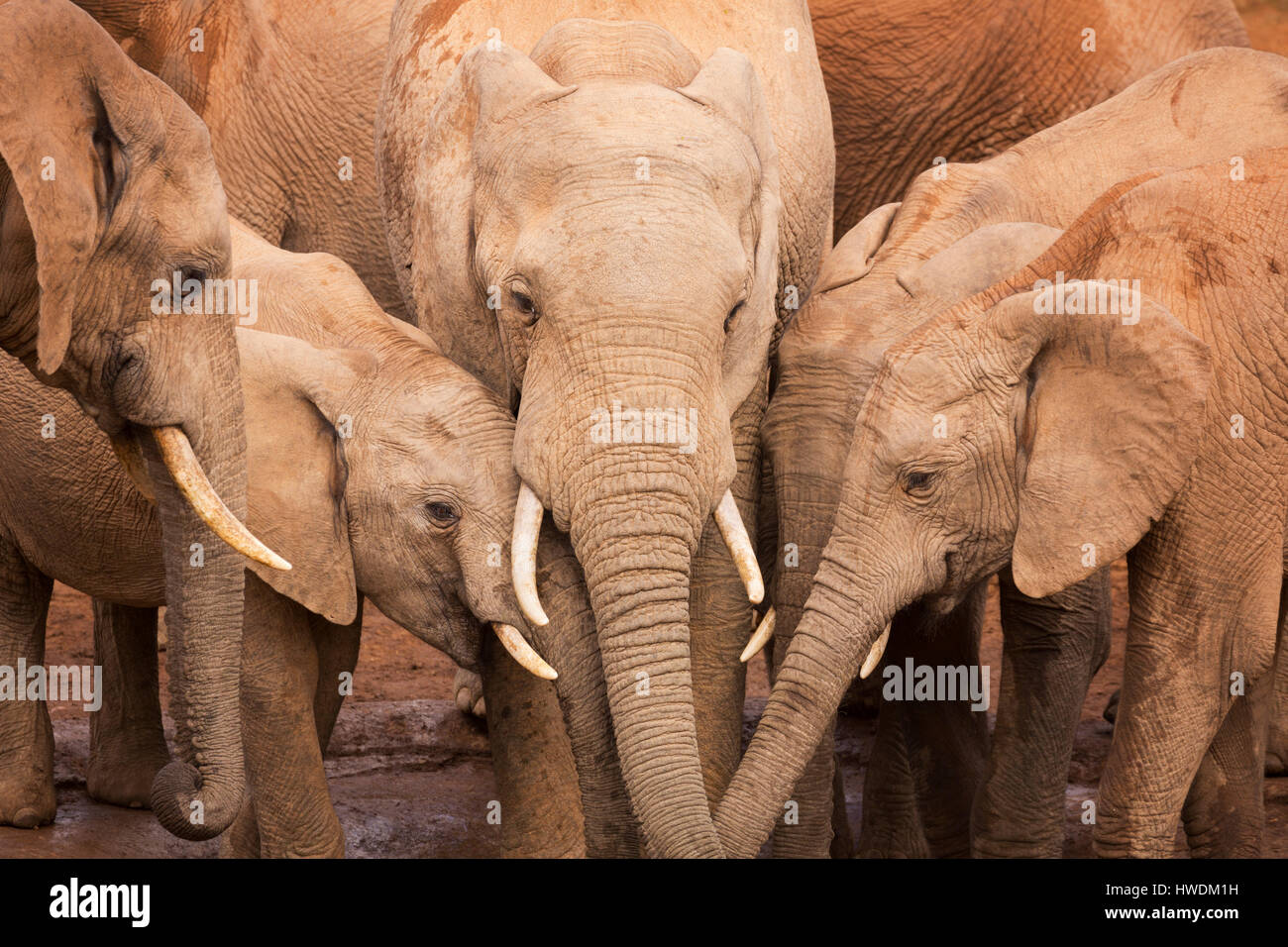 Un branco di elefanti a un waterhole in Addo Elephant National Park, Sud Africa. Foto Stock