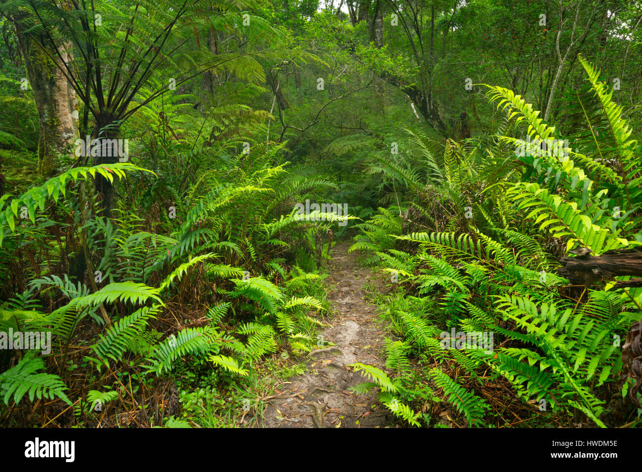 Un percorso attraverso la lussureggiante foresta pluviale temperata in Garden Route National Park in Sud Africa. Foto Stock