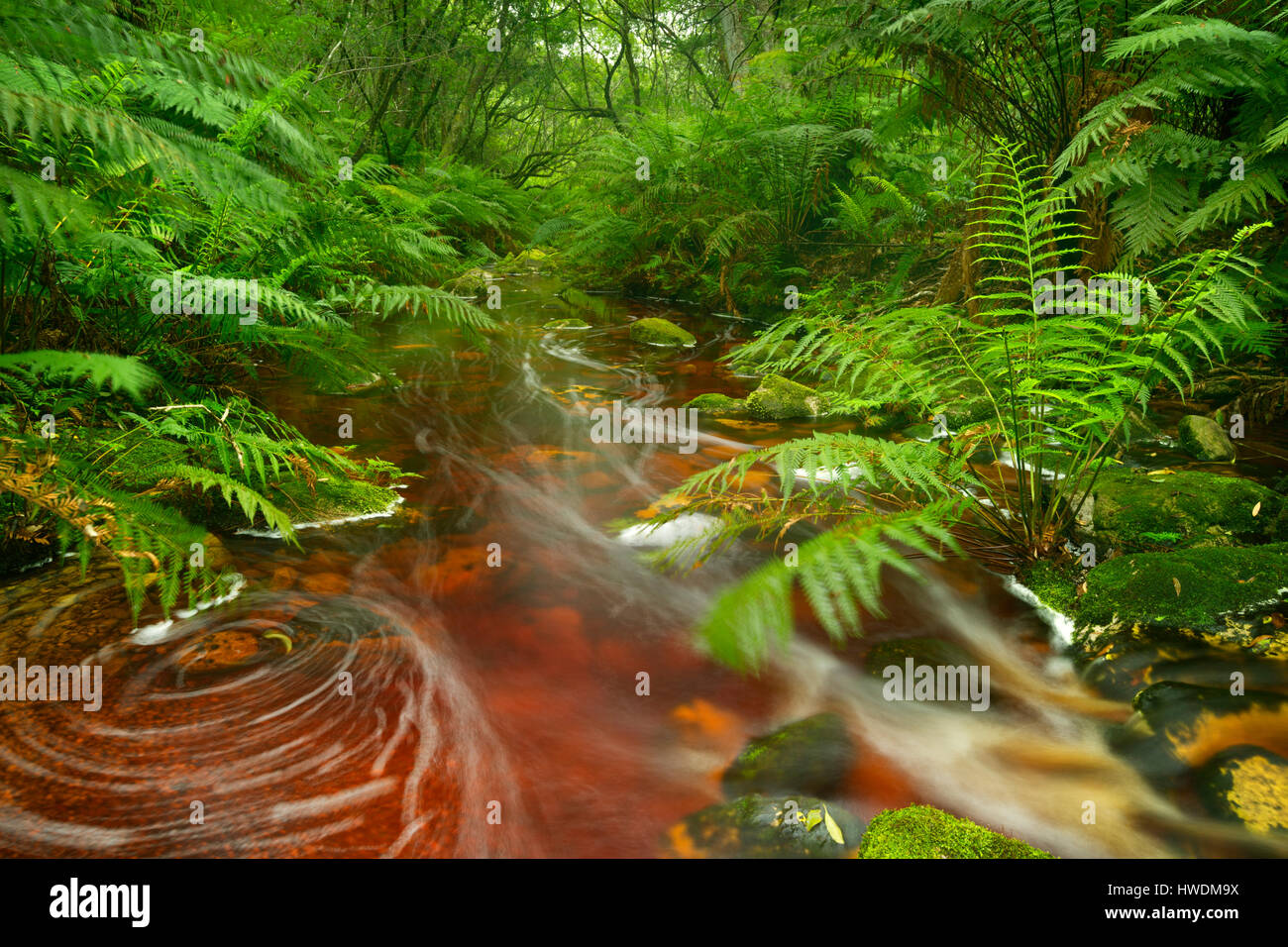 Red River attraverso lussureggianti foreste pluviali temperate al Garden Route National Park in Sud Africa. Foto Stock