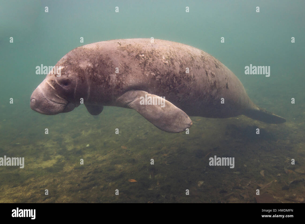 Lamantino in Crystal River, Florida, Stati Uniti d'America Foto Stock