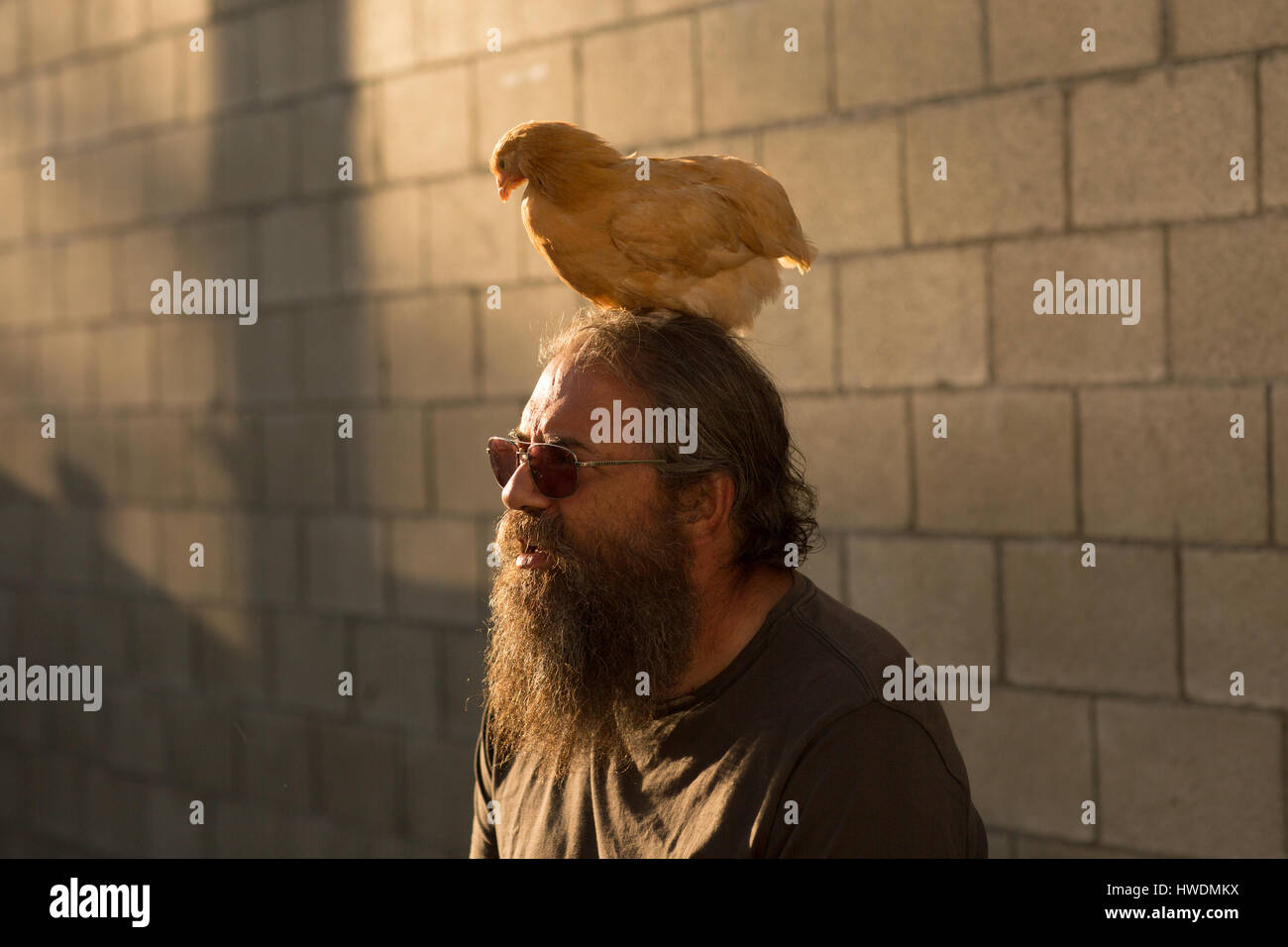 Uomo maturo con barba e occhiali da sole, all'aperto, pollo seduti sulla testa Foto Stock