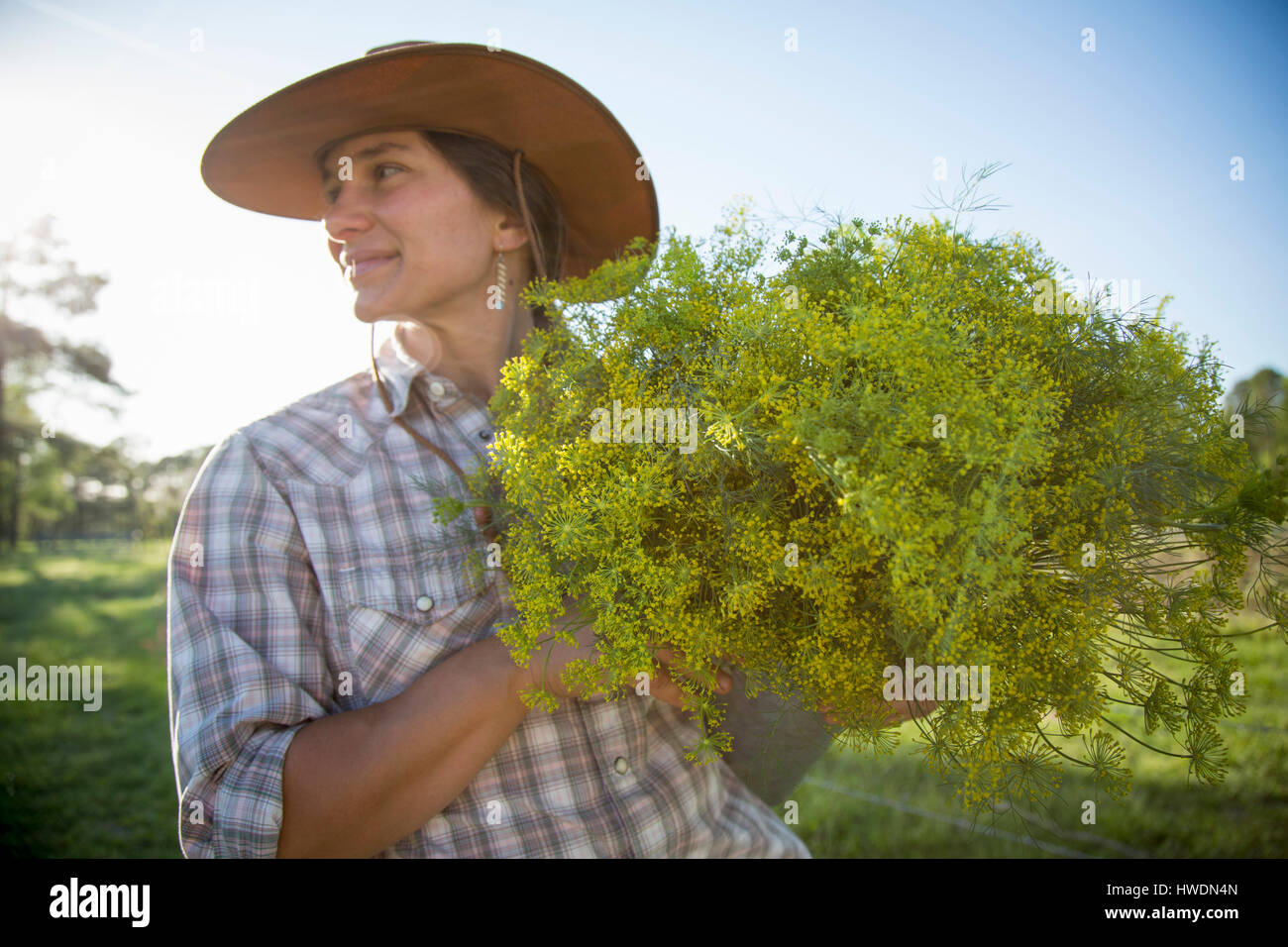 Giovane donna holding mazzetto di fioritura (aneto Anethum graveolens) da fiori di campo di fattoria Foto Stock