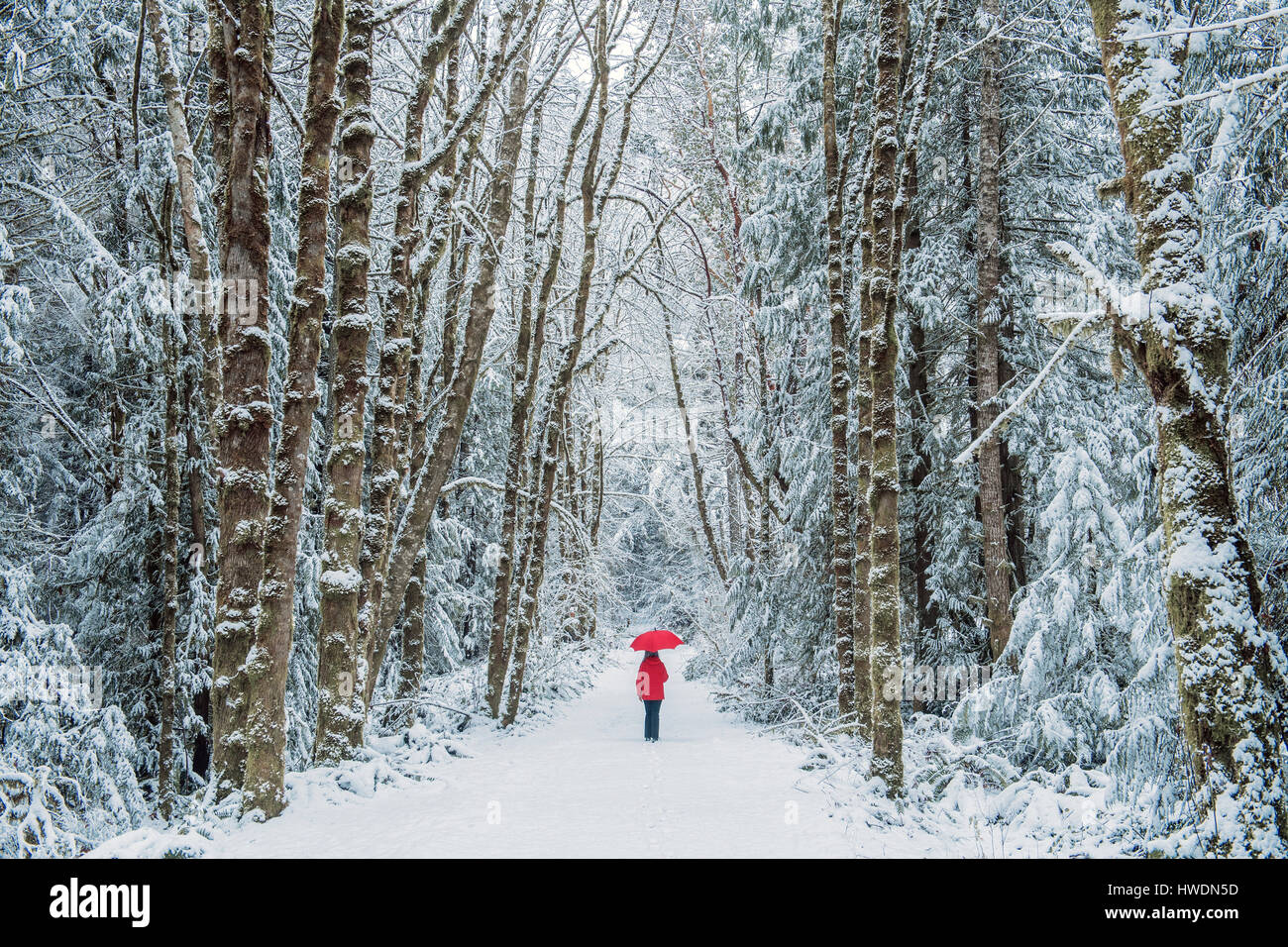 La donna nel bosco di abete rosso, Bainbridge Island, Washington, USA Foto Stock