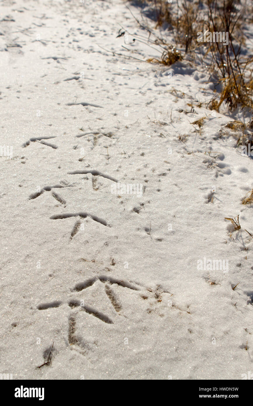 Tracce di uccelli attraverso la neve Foto Stock