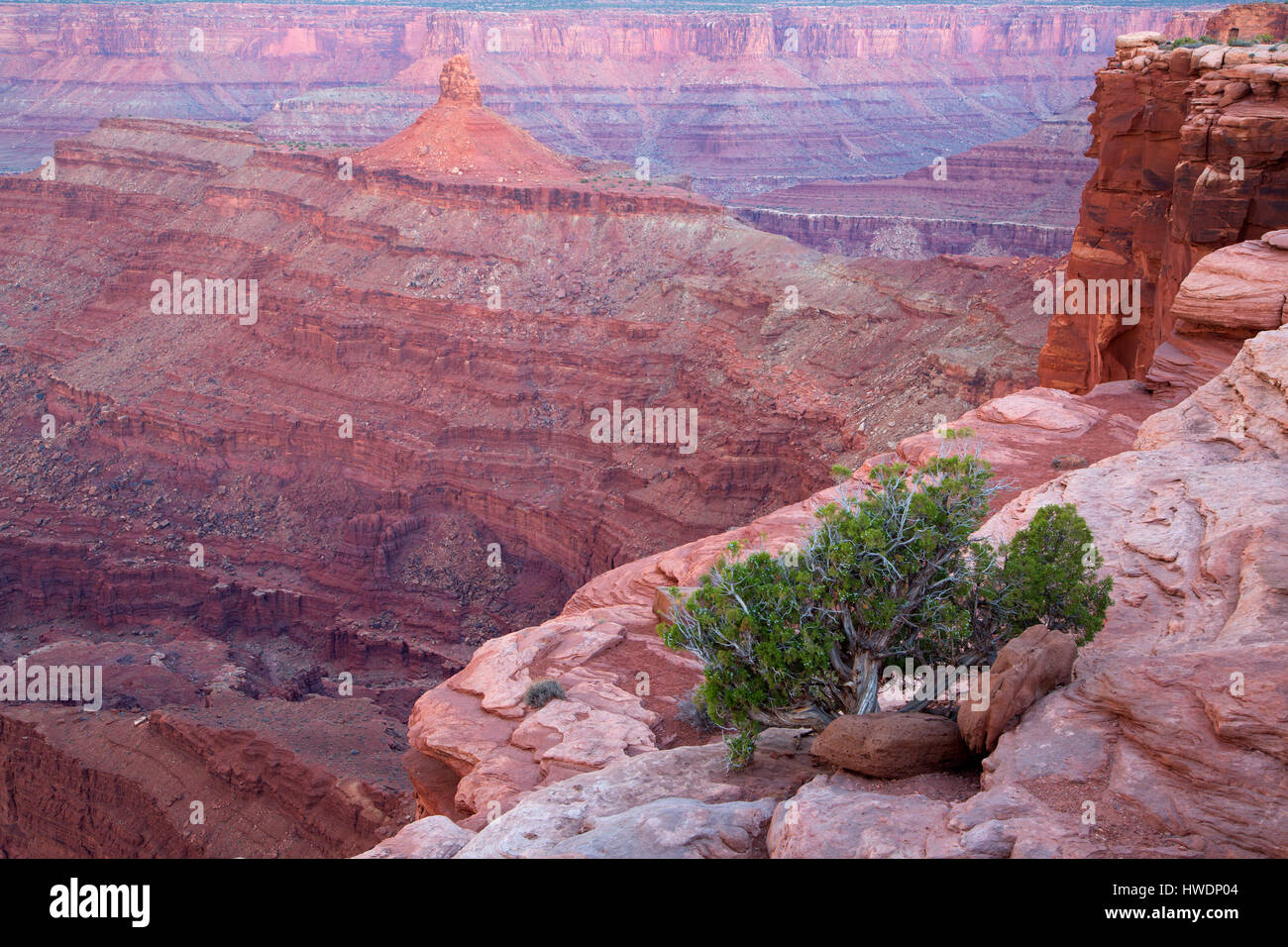 Colorado River Canyon con ginepro dal Dead Horse Point, Dead Horse Point State Park, Utah Foto Stock