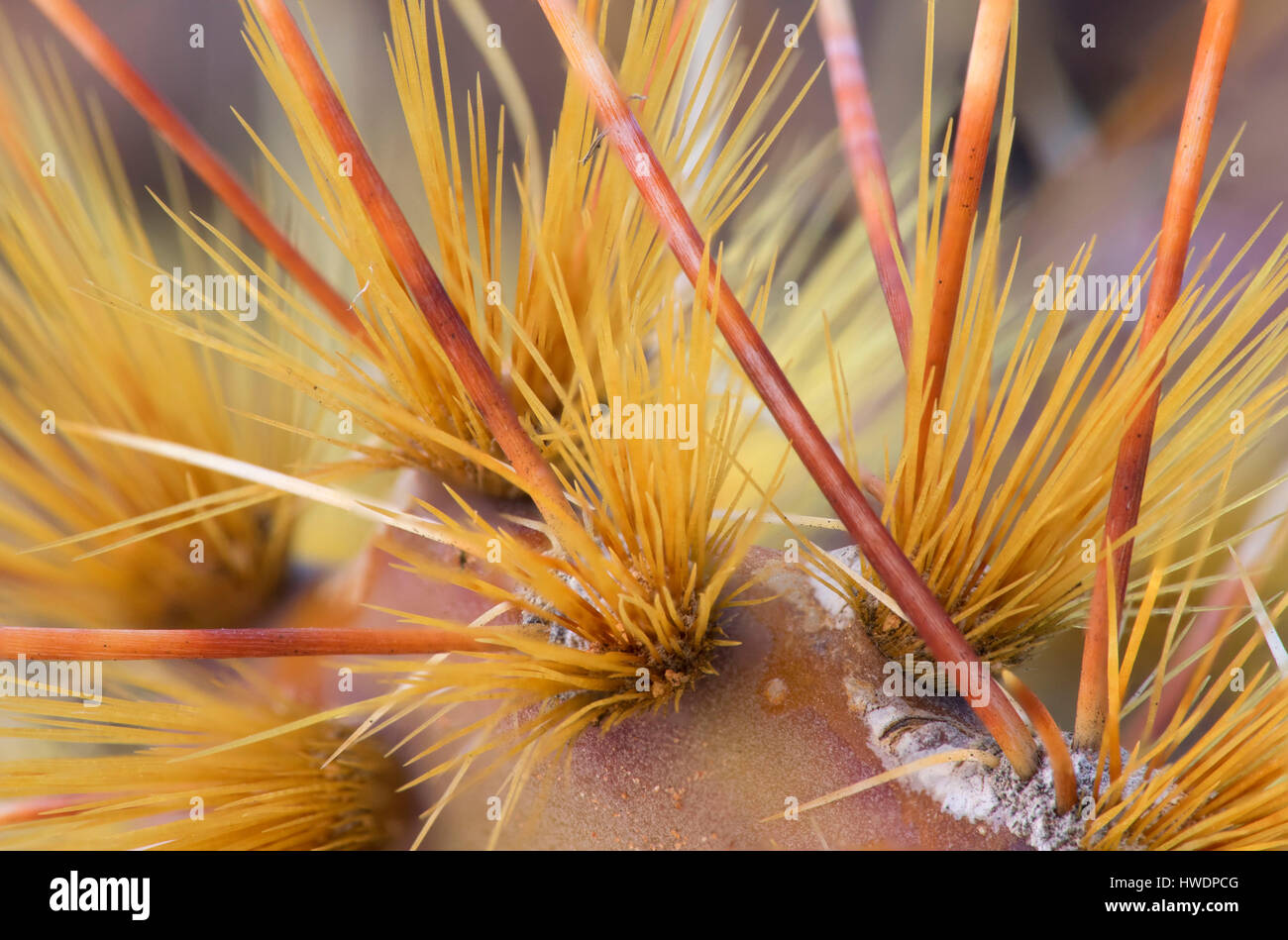Ficodindia cactus, il Parco Nazionale di Canyonlands, Utah Foto Stock