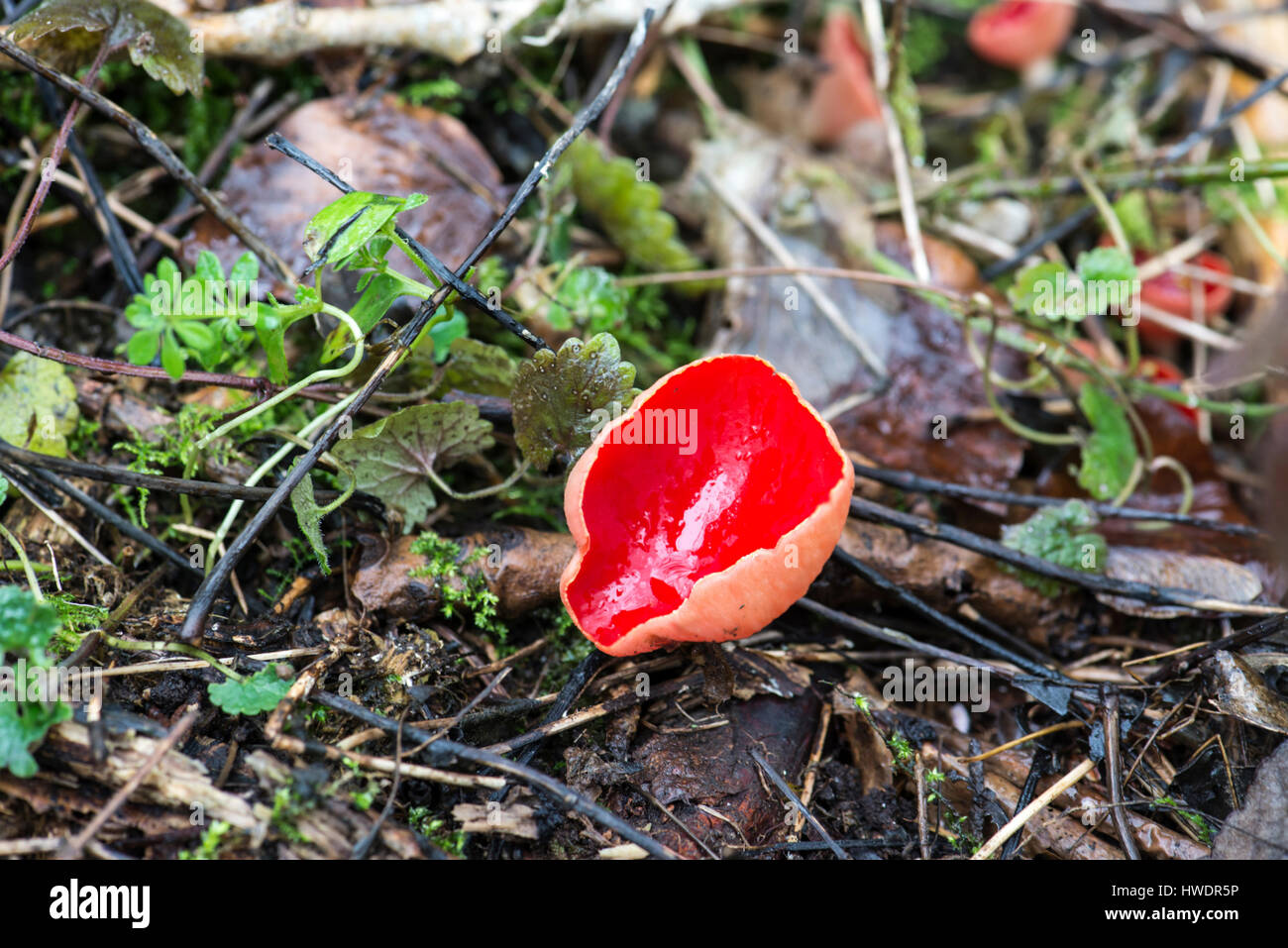 Scarlet elf cup (Sarcoscypha austriaca) Foto Stock